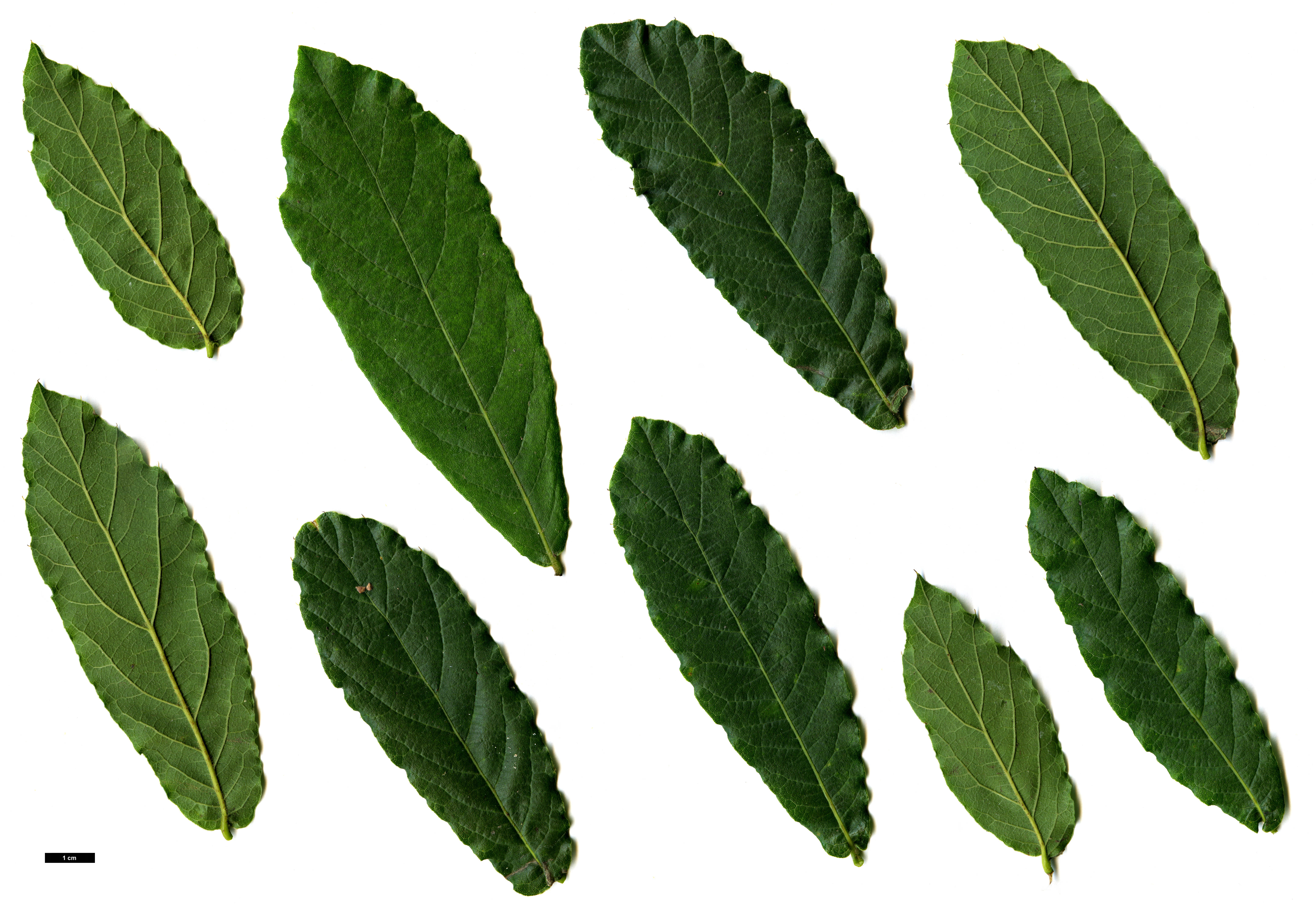 High resolution image: Family: Fagaceae - Genus: Quercus - Taxon: crispipilis High resolution image: Family: Fagaceae - Genus: Quercus - Taxon: crispipilis