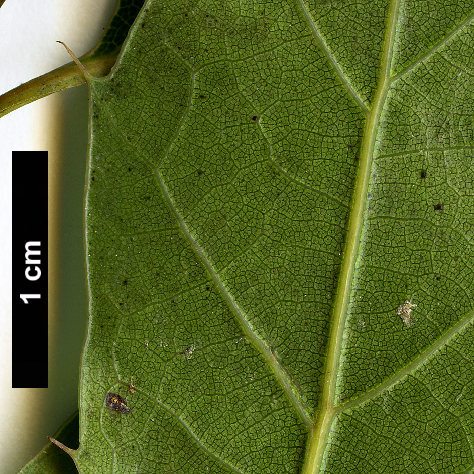 High resolution image: Family: Fagaceae - Genus: Quercus - Taxon: cupreata