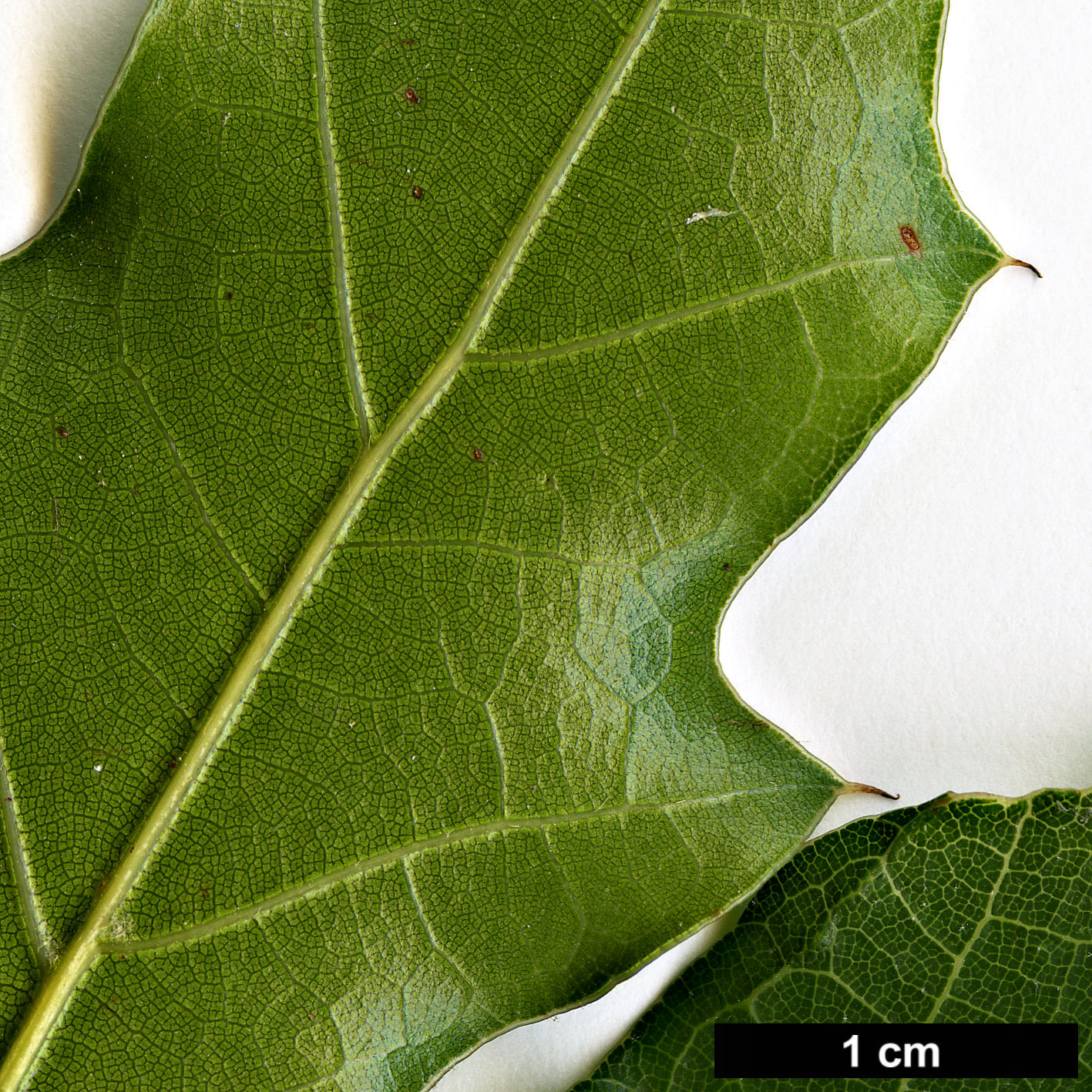 High resolution image: Family: Fagaceae - Genus: Quercus - Taxon: cupreata High resolution image: Family: Fagaceae - Genus: Quercus - Taxon: cupreata