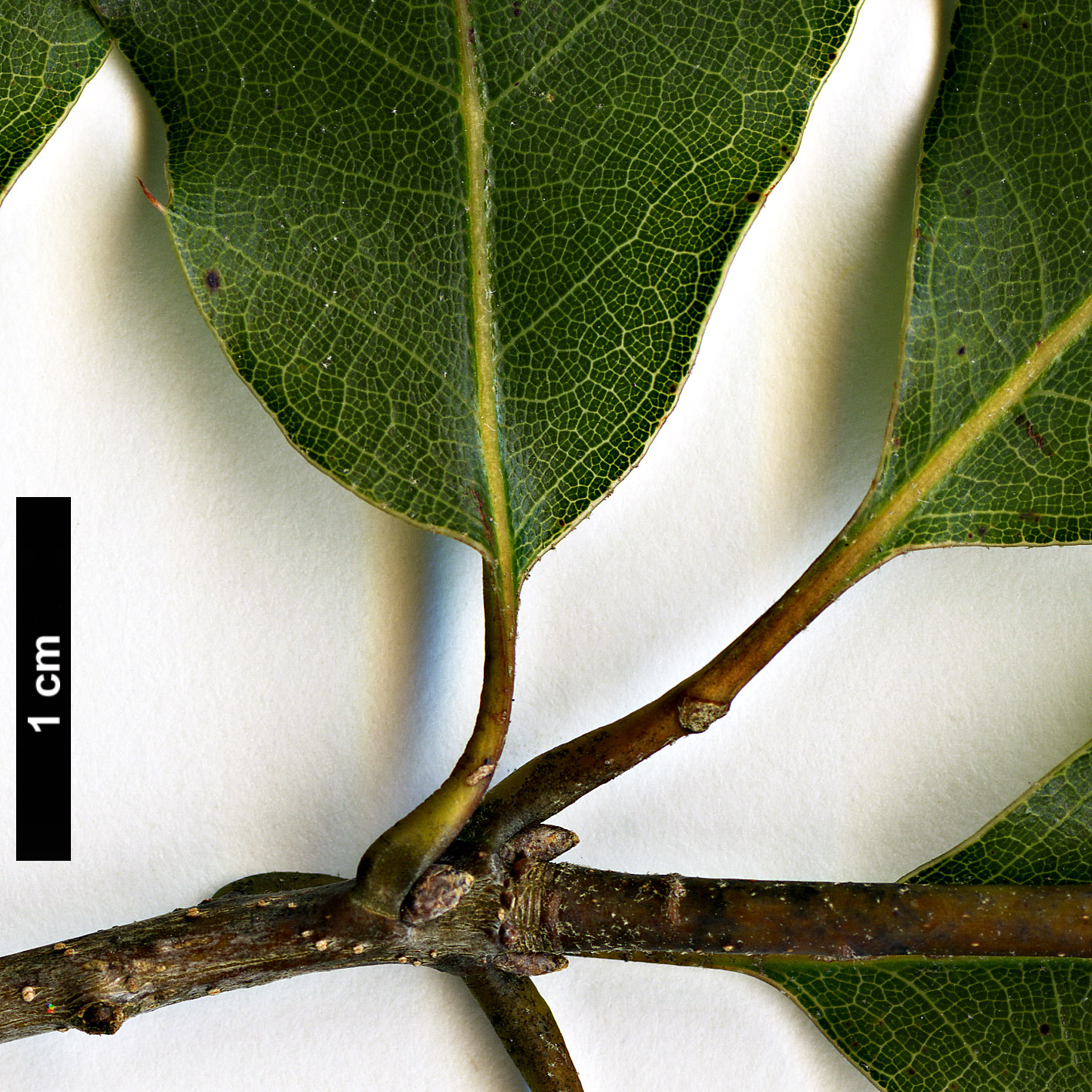 High resolution image: Family: Fagaceae - Genus: Quercus - Taxon: cupreata High resolution image: Family: Fagaceae - Genus: Quercus - Taxon: cupreata