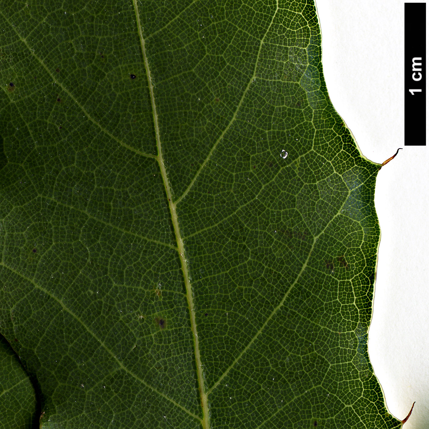 High resolution image: Family: Fagaceae - Genus: Quercus - Taxon: cupreata High resolution image: Family: Fagaceae - Genus: Quercus - Taxon: cupreata