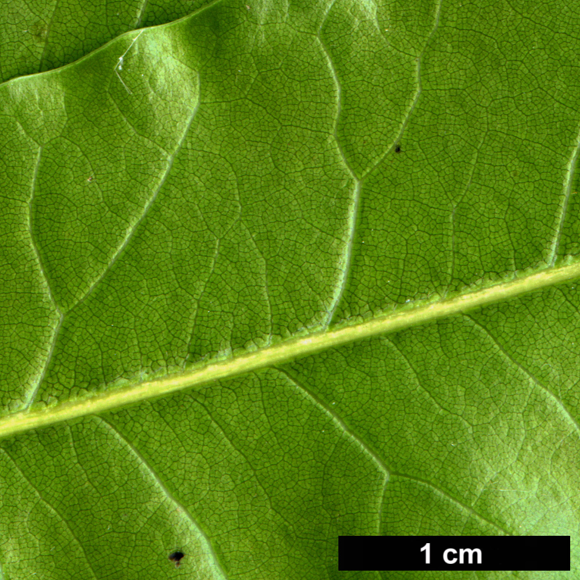 High resolution image: Family: Fagaceae - Genus: Quercus - Taxon: delgadoana High resolution image: Family: Fagaceae - Genus: Quercus - Taxon: delgadoana