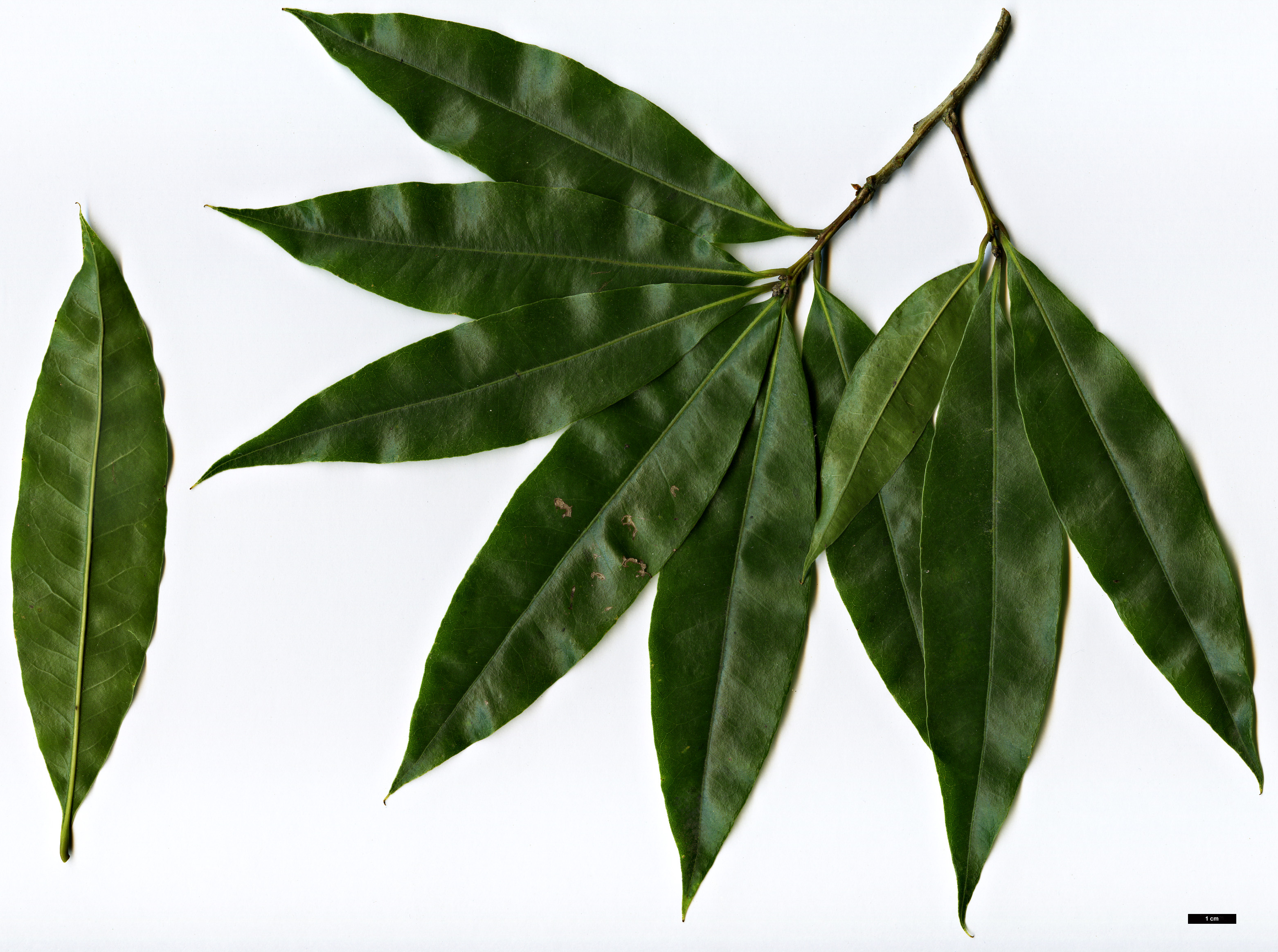 High resolution image: Family: Fagaceae - Genus: Quercus - Taxon: delgadoana High resolution image: Family: Fagaceae - Genus: Quercus - Taxon: delgadoana