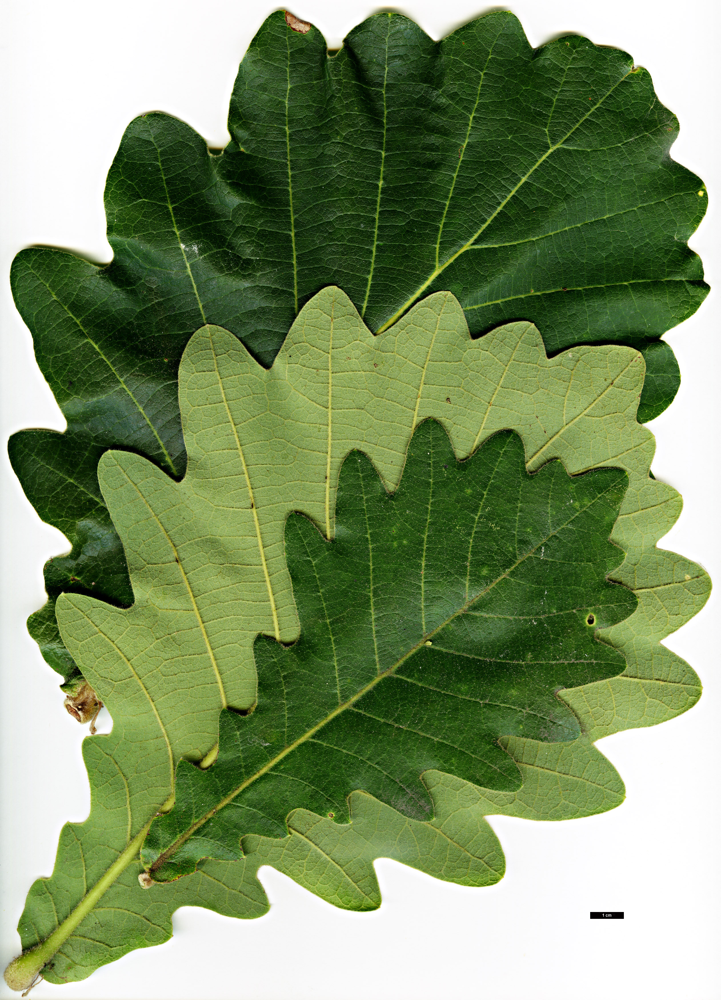 High resolution image: Family: Fagaceae - Genus: Quercus - Taxon: dentata