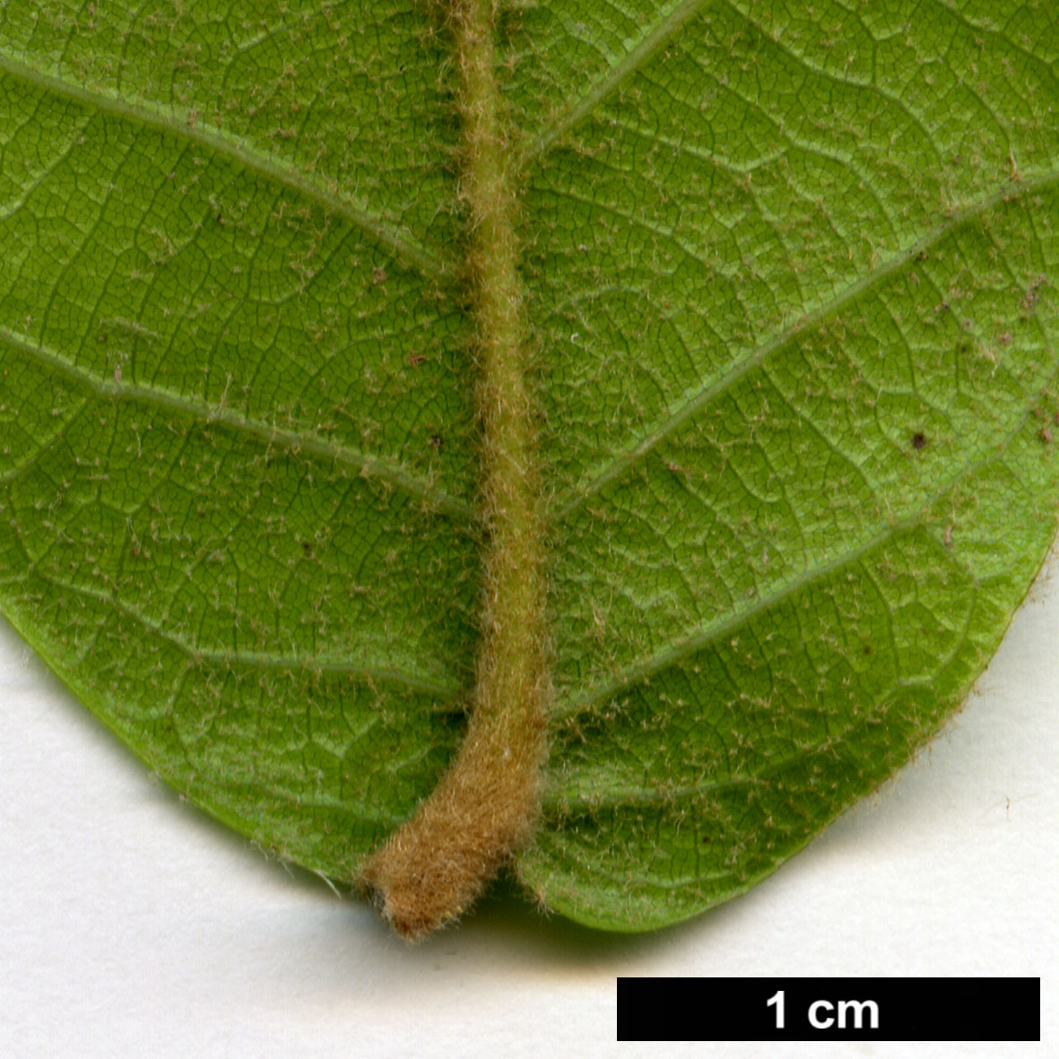 High resolution image: Family: Fagaceae - Genus: Quercus - Taxon: dolicholepis