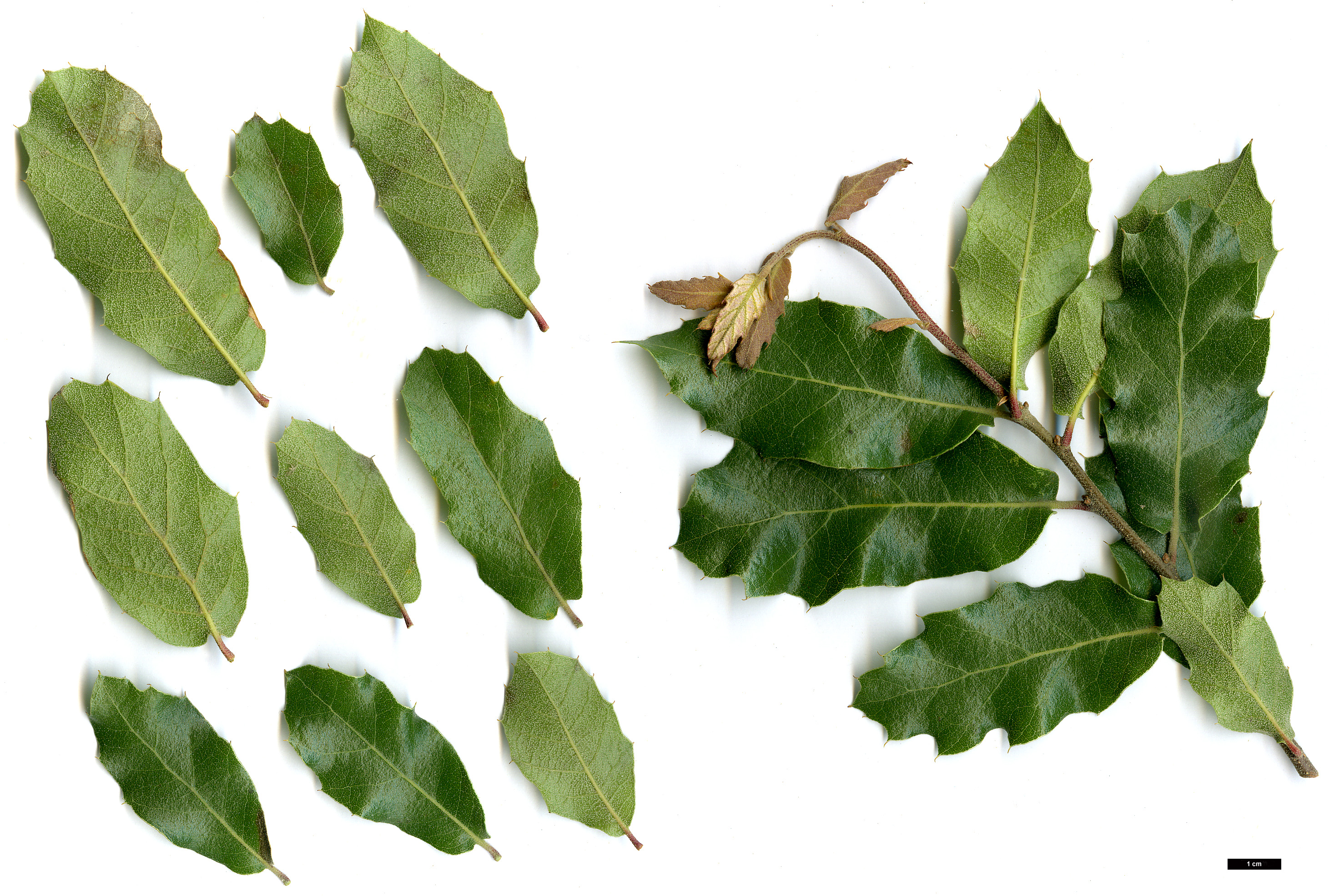 High resolution image: Family: Fagaceae - Genus: Quercus - Taxon: eduardi High resolution image: Family: Fagaceae - Genus: Quercus - Taxon: eduardi