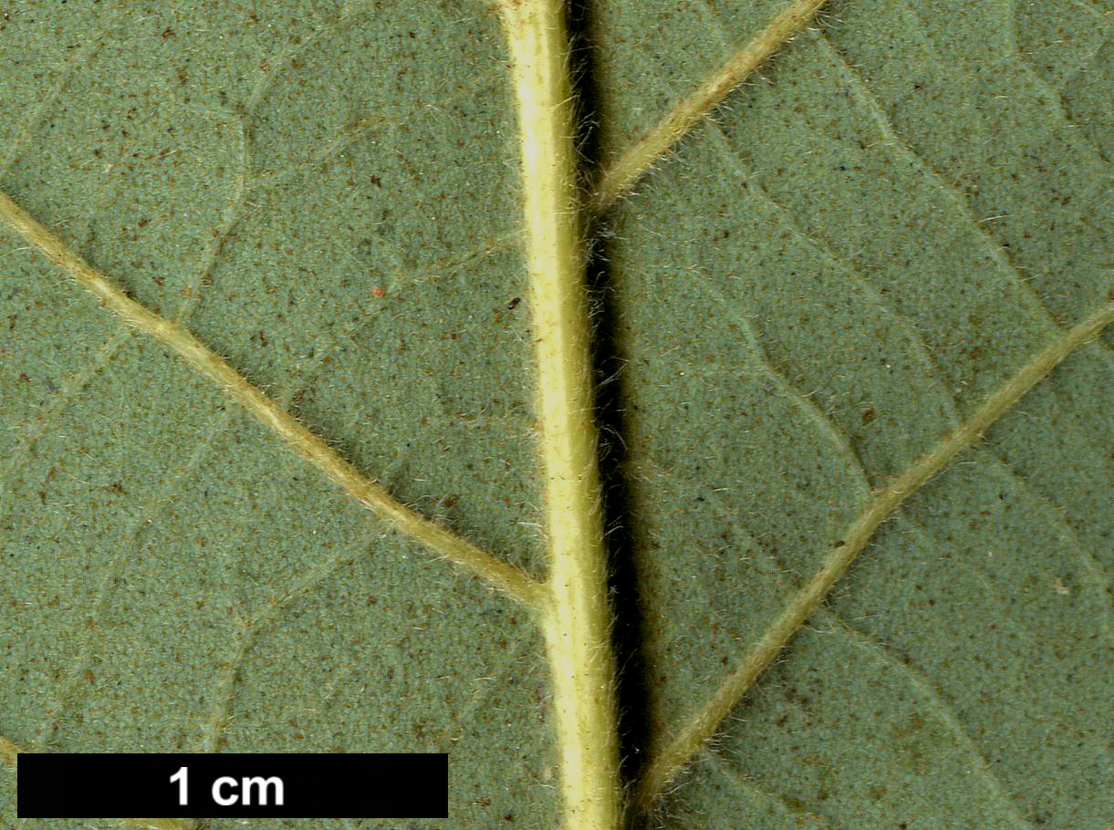 High resolution image: Family: Fagaceae - Genus: Quercus - Taxon: fabri