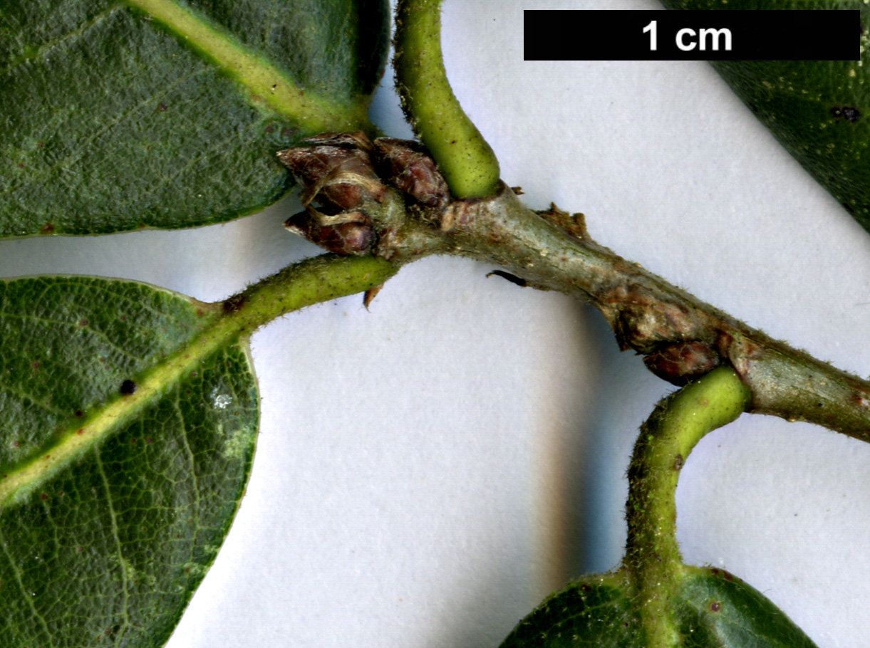High resolution image: Family: Fagaceae - Genus: Quercus - Taxon: floribunda High resolution image: Family: Fagaceae - Genus: Quercus - Taxon: floribunda