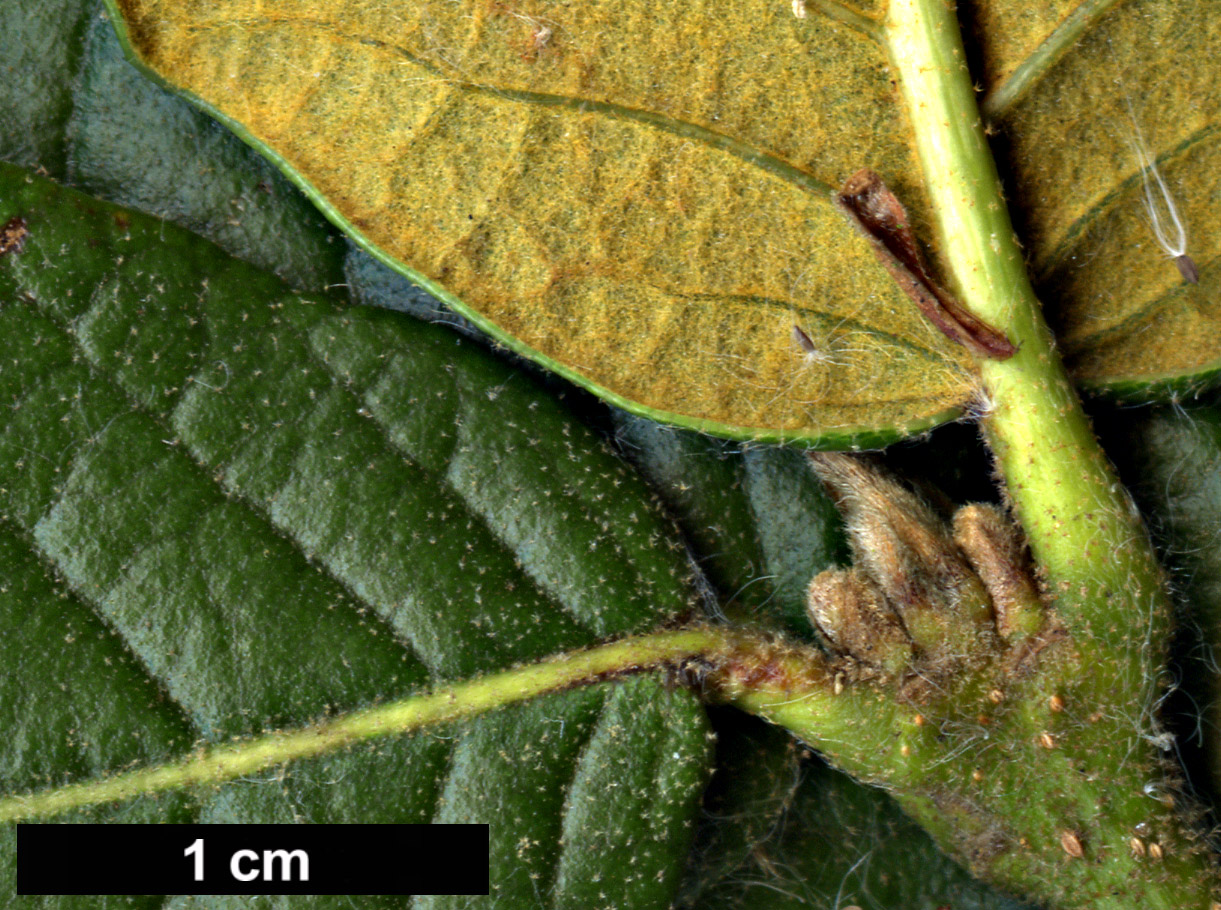 High resolution image: Family: Fagaceae - Genus: Quercus - Taxon: guyavifolia