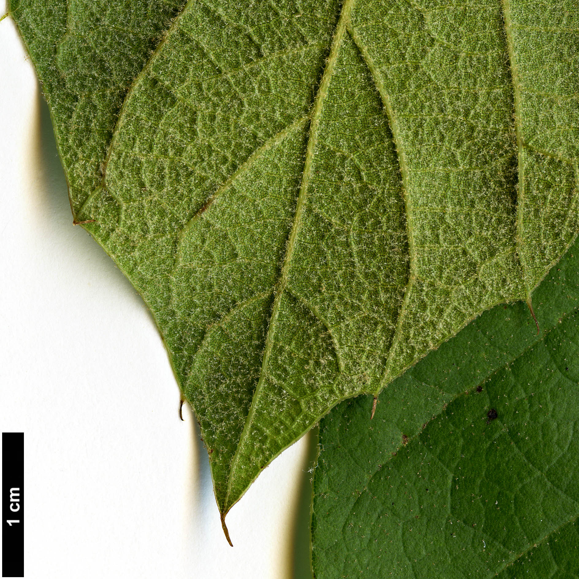 High resolution image: Family: Fagaceae - Genus: Quercus - Taxon: hintonii High resolution image: Family: Fagaceae - Genus: Quercus - Taxon: hintonii