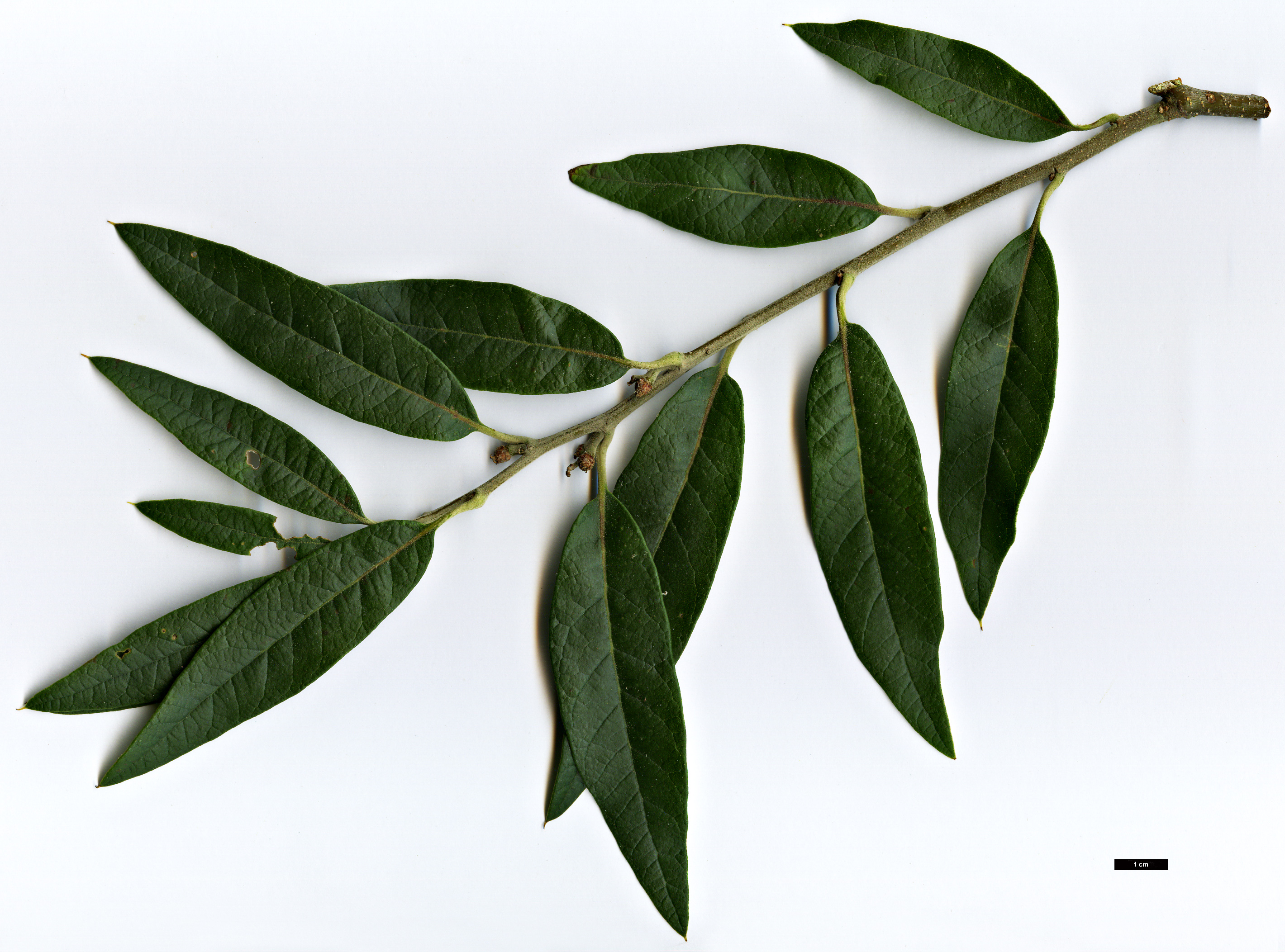 High resolution image: Family: Fagaceae - Genus: Quercus - Taxon: hypoleucoides