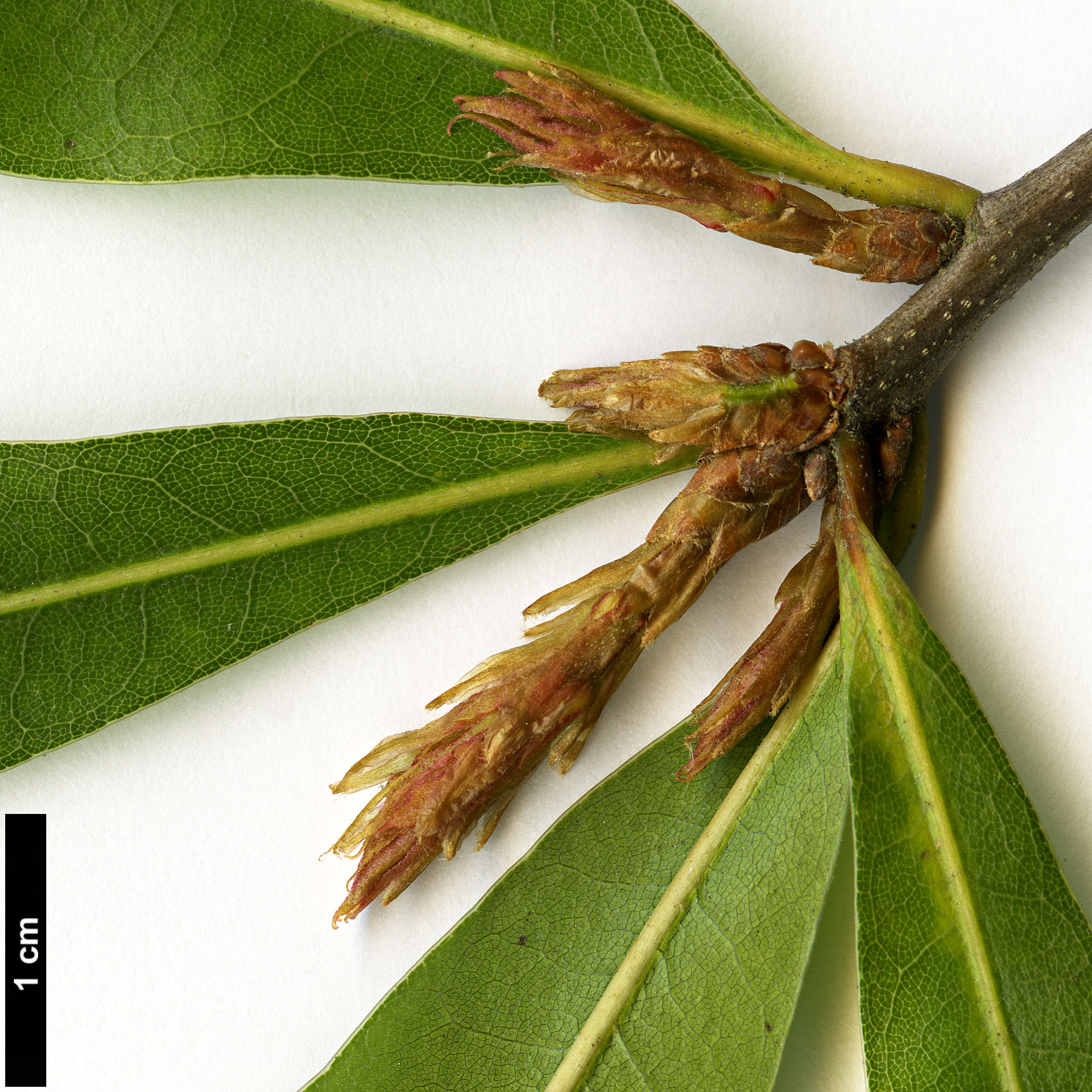 High resolution image: Family: Fagaceae - Genus: Quercus - Taxon: laurifolia High resolution image: Family: Fagaceae - Genus: Quercus - Taxon: laurifolia