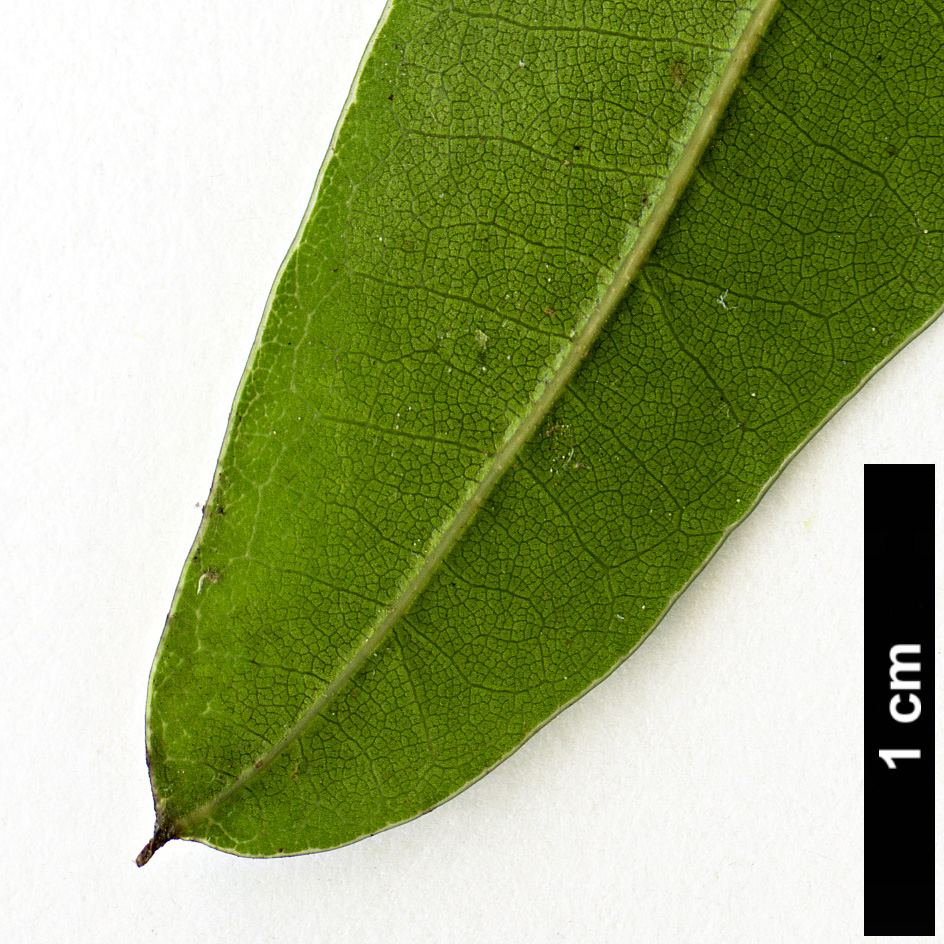 High resolution image: Family: Fagaceae - Genus: Quercus - Taxon: laurifolia High resolution image: Family: Fagaceae - Genus: Quercus - Taxon: laurifolia
