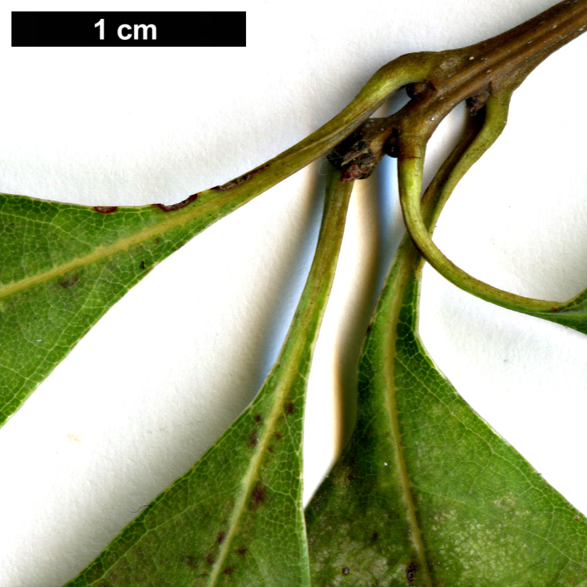 High resolution image: Family: Fagaceae - Genus: Quercus - Taxon: longinux High resolution image: Family: Fagaceae - Genus: Quercus - Taxon: longinux