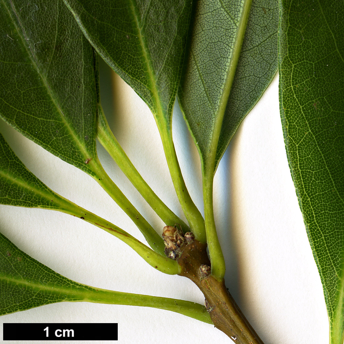 High resolution image: Family: Fagaceae - Genus: Quercus - Taxon: longinux High resolution image: Family: Fagaceae - Genus: Quercus - Taxon: longinux