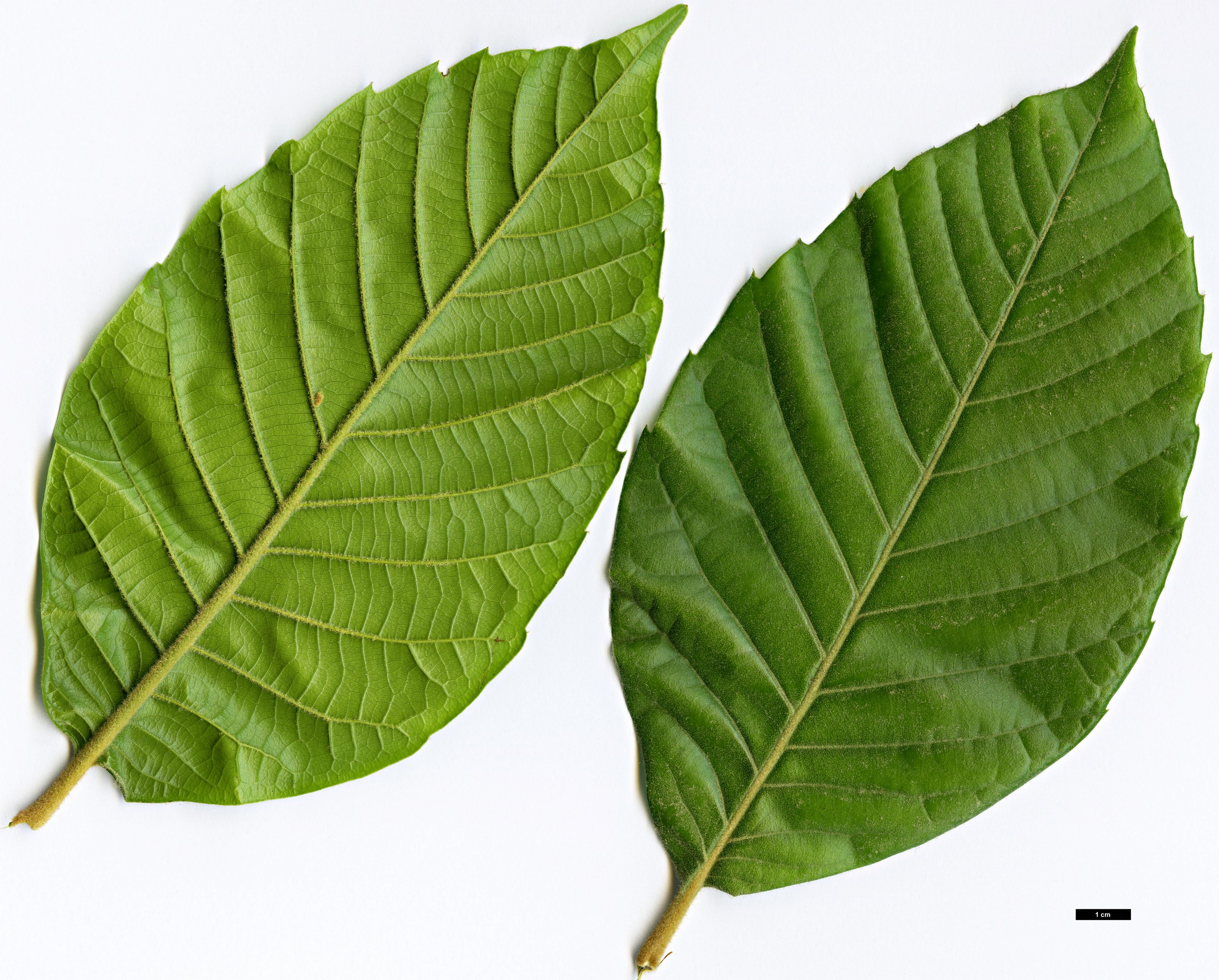 High resolution image: Family: Fagaceae - Genus: Quercus - Taxon: marlipoensis High resolution image: Family: Fagaceae - Genus: Quercus - Taxon: marlipoensis