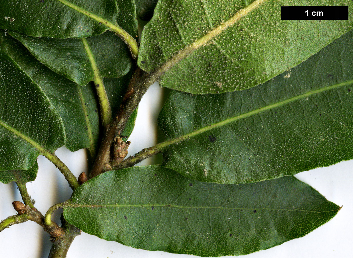 High resolution image: Family: Fagaceae - Genus: Quercus - Taxon: mexicana High resolution image: Family: Fagaceae - Genus: Quercus - Taxon: mexicana