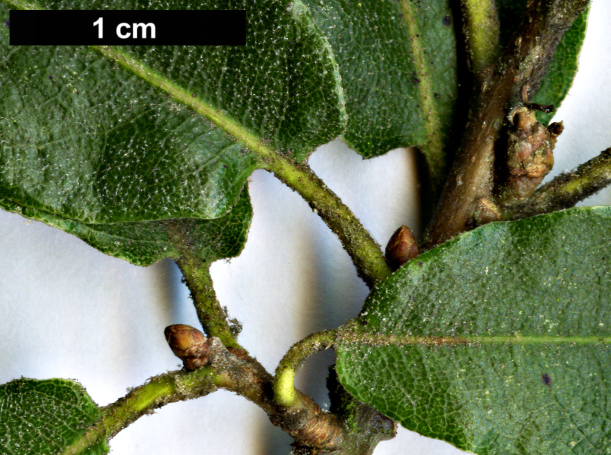 High resolution image: Family: Fagaceae - Genus: Quercus - Taxon: mexicana High resolution image: Family: Fagaceae - Genus: Quercus - Taxon: mexicana