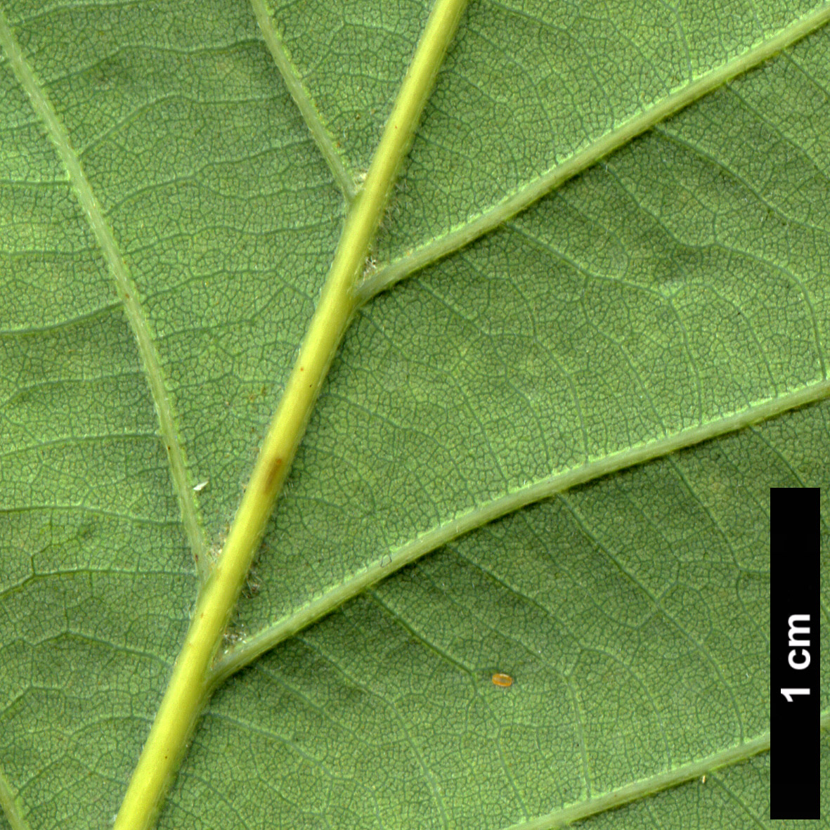 High resolution image: Family: Fagaceae - Genus: Quercus - Taxon: montana