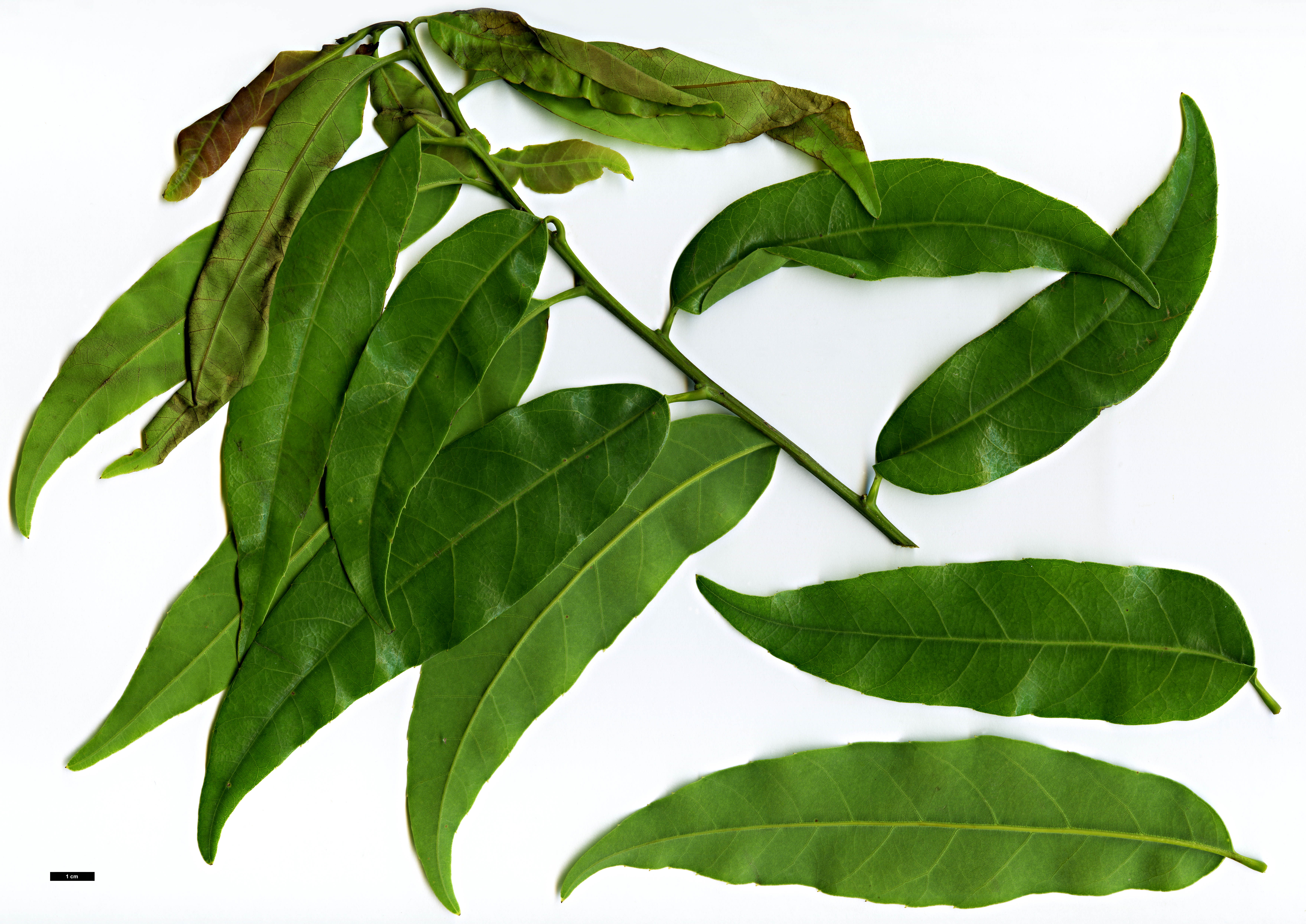 High resolution image: Family: Fagaceae - Genus: Quercus - Taxon: myrsinifolia