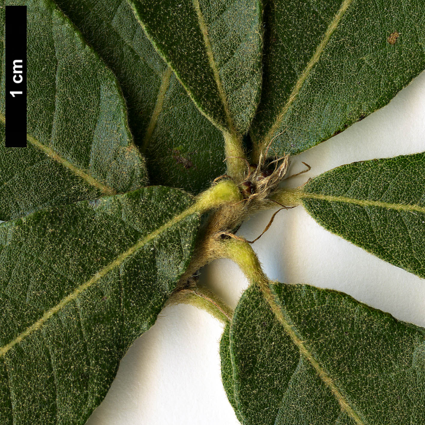High resolution image: Family: Fagaceae - Genus: Quercus - Taxon: praeco High resolution image: Family: Fagaceae - Genus: Quercus - Taxon: praeco