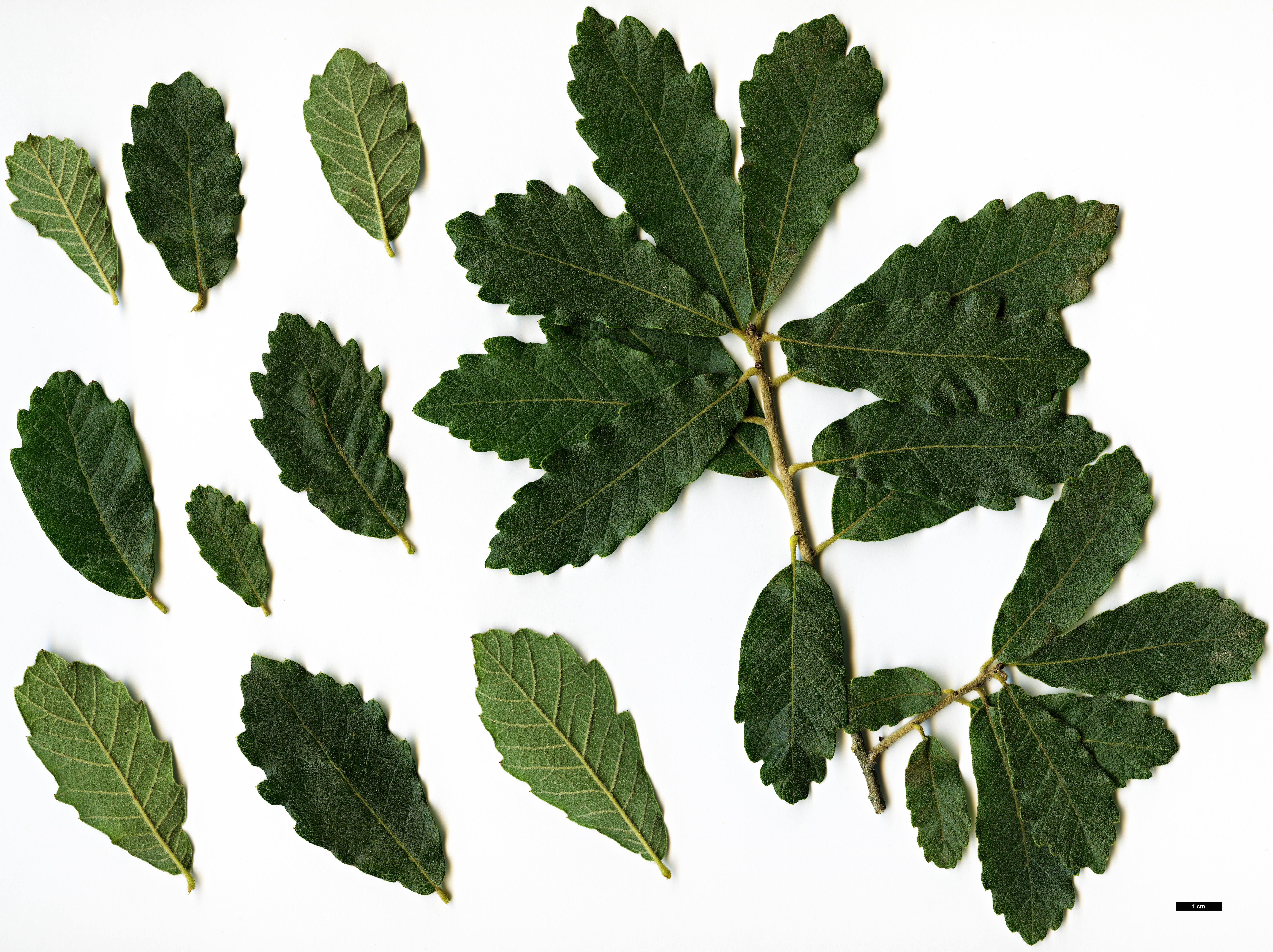 High resolution image: Family: Fagaceae - Genus: Quercus - Taxon: praeco High resolution image: Family: Fagaceae - Genus: Quercus - Taxon: praeco