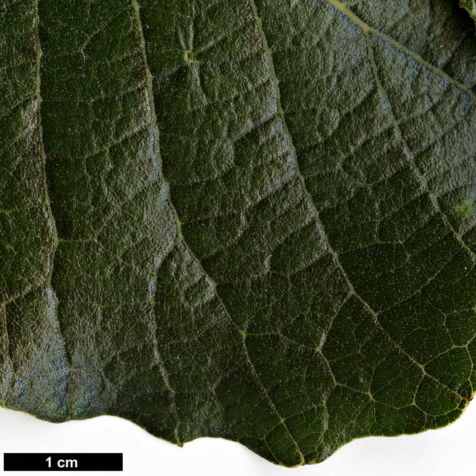 High resolution image: Family: Fagaceae - Genus: Quercus - Taxon: resinosa