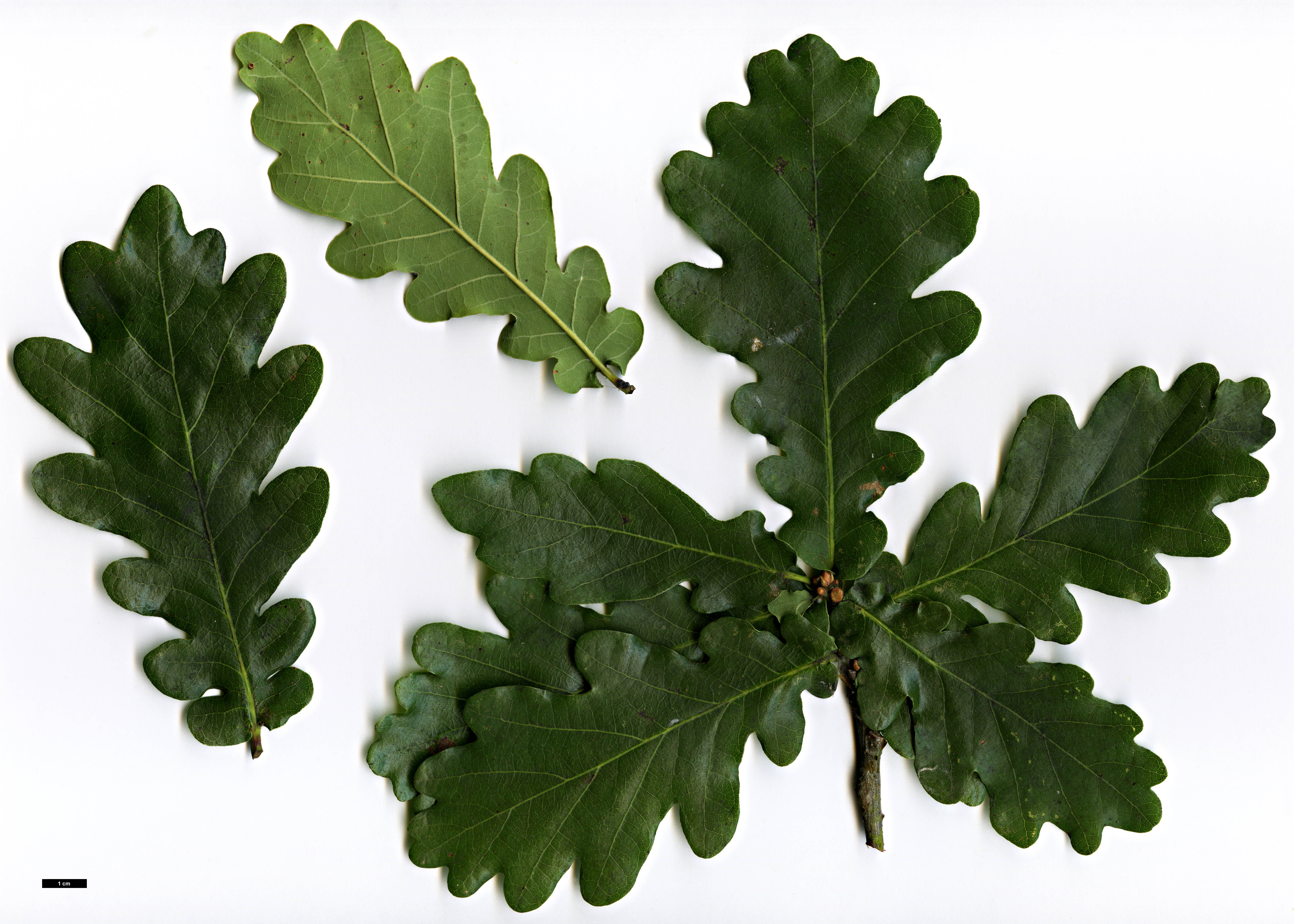 High resolution image: Family: Fagaceae - Genus: Quercus - Taxon: robur High resolution image: Family: Fagaceae - Genus: Quercus - Taxon: robur