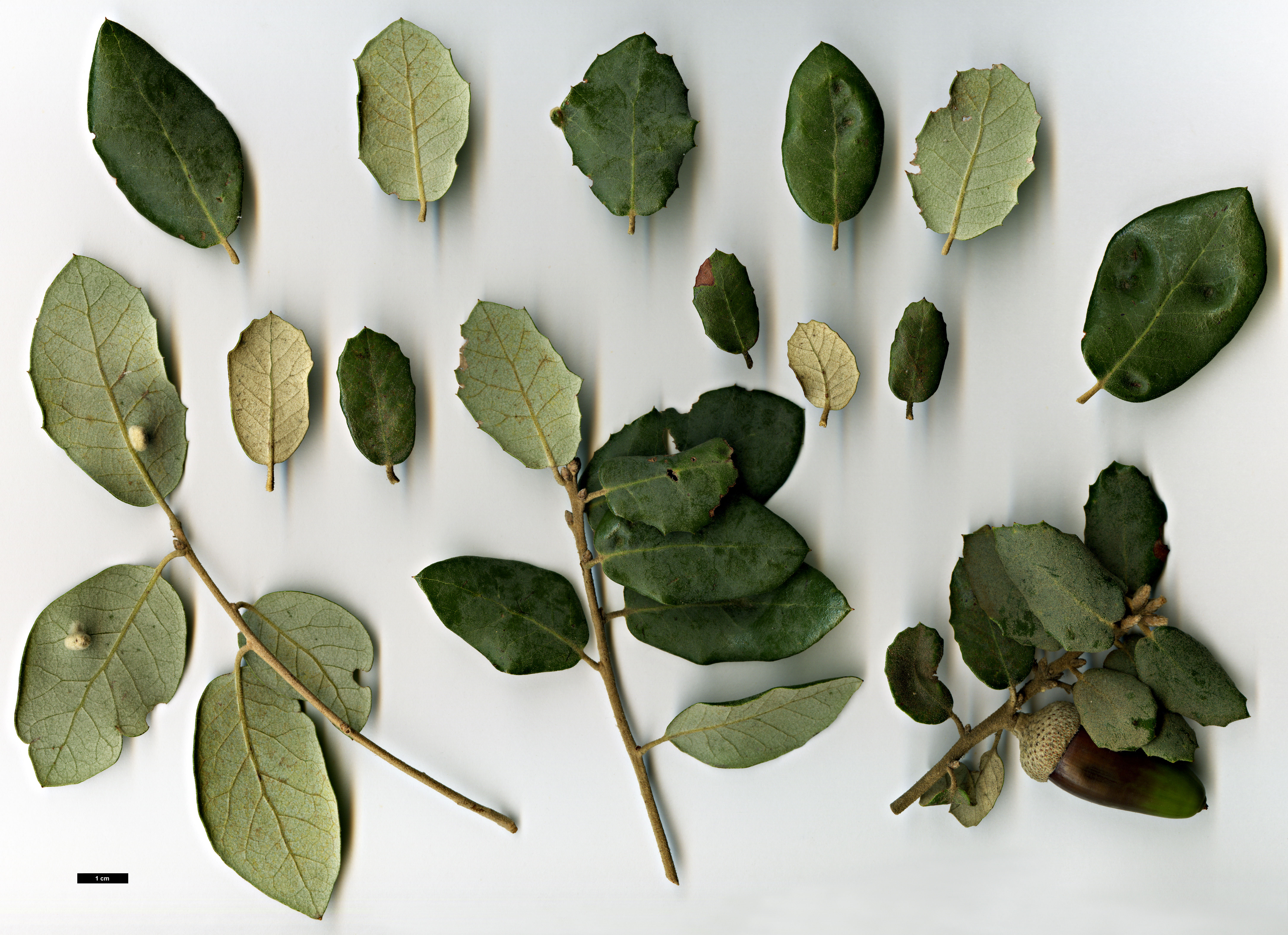 High resolution image: Family: Fagaceae - Genus: Quercus - Taxon: rotundifolia High resolution image: Family: Fagaceae - Genus: Quercus - Taxon: rotundifolia