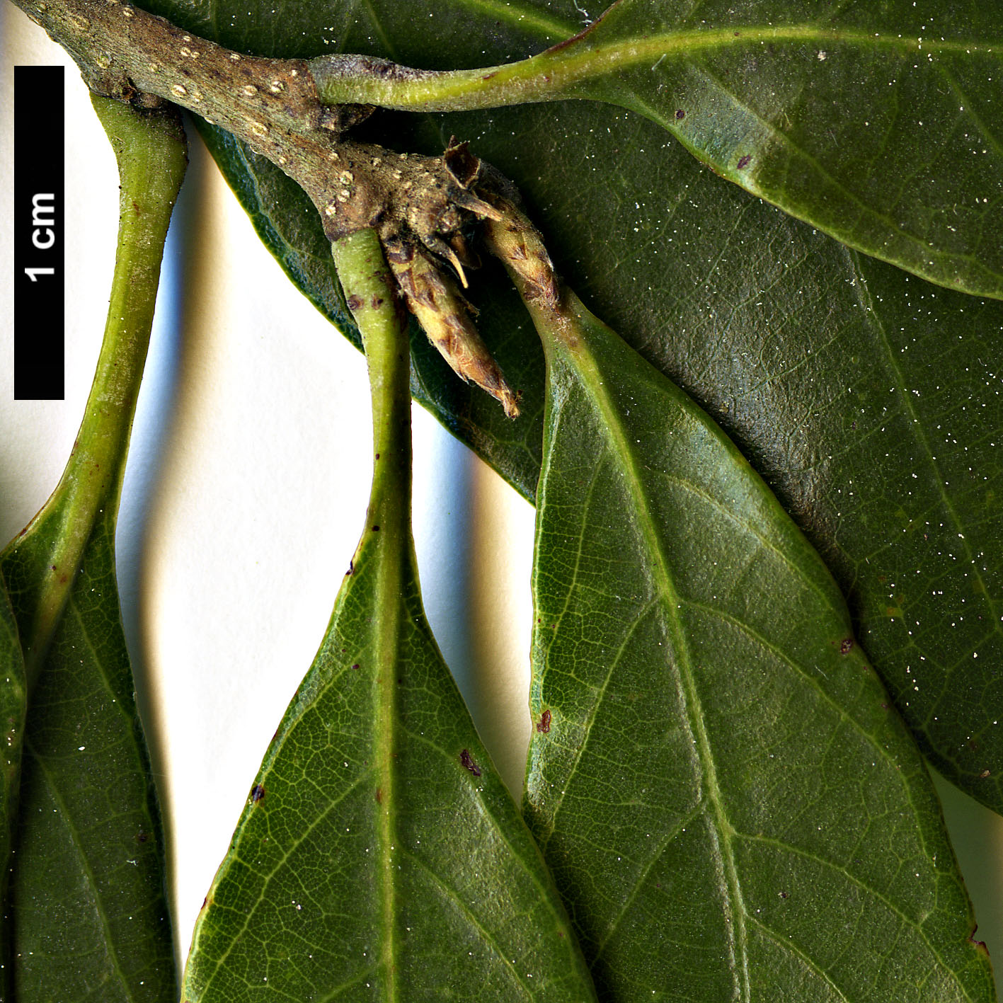 High resolution image: Family: Fagaceae - Genus: Quercus - Taxon: salicina