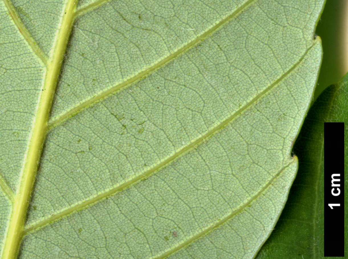 High resolution image: Family: Fagaceae - Genus: Quercus - Taxon: schottkyana