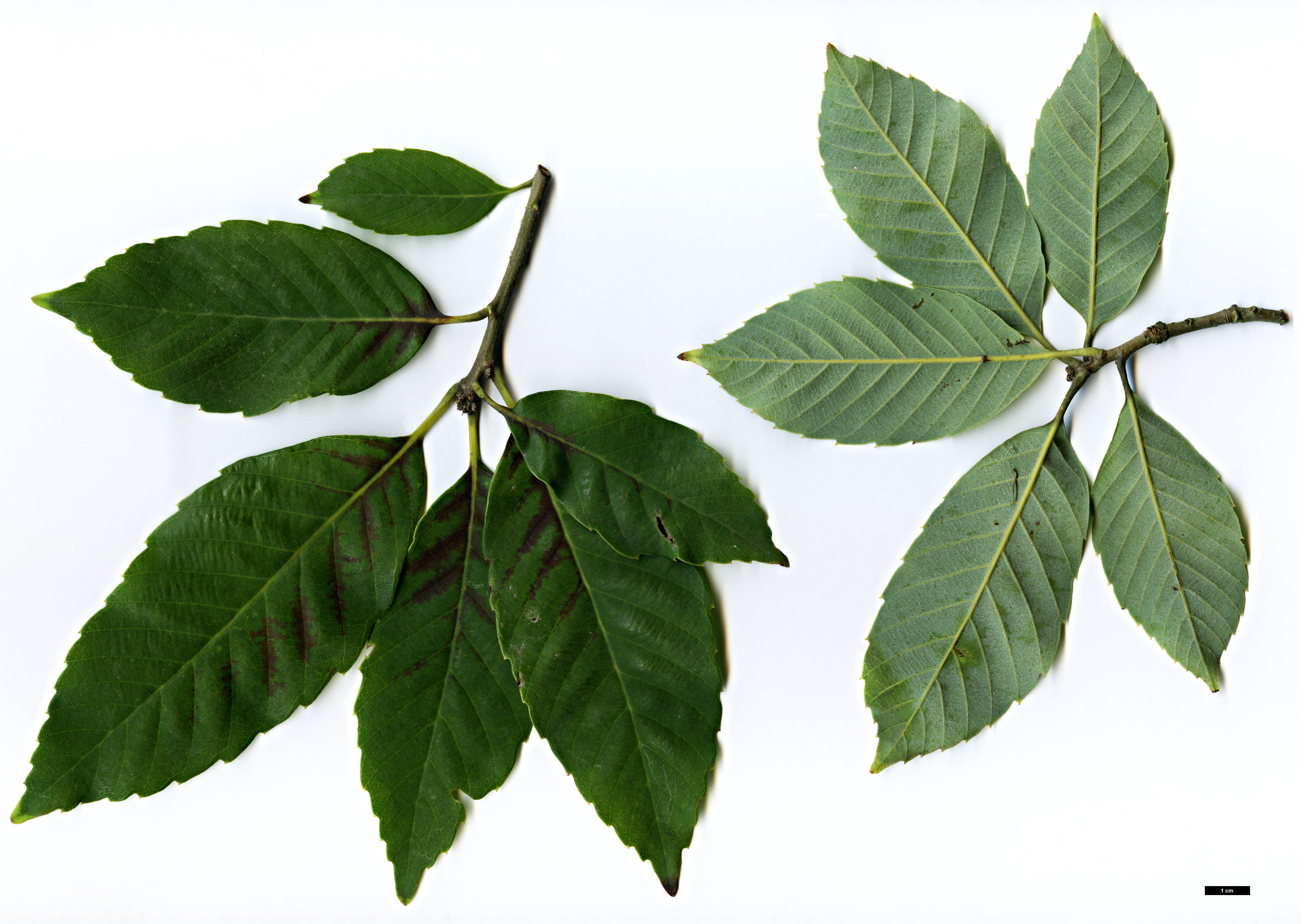 High resolution image: Family: Fagaceae - Genus: Quercus - Taxon: schottkyana High resolution image: Family: Fagaceae - Genus: Quercus - Taxon: schottkyana