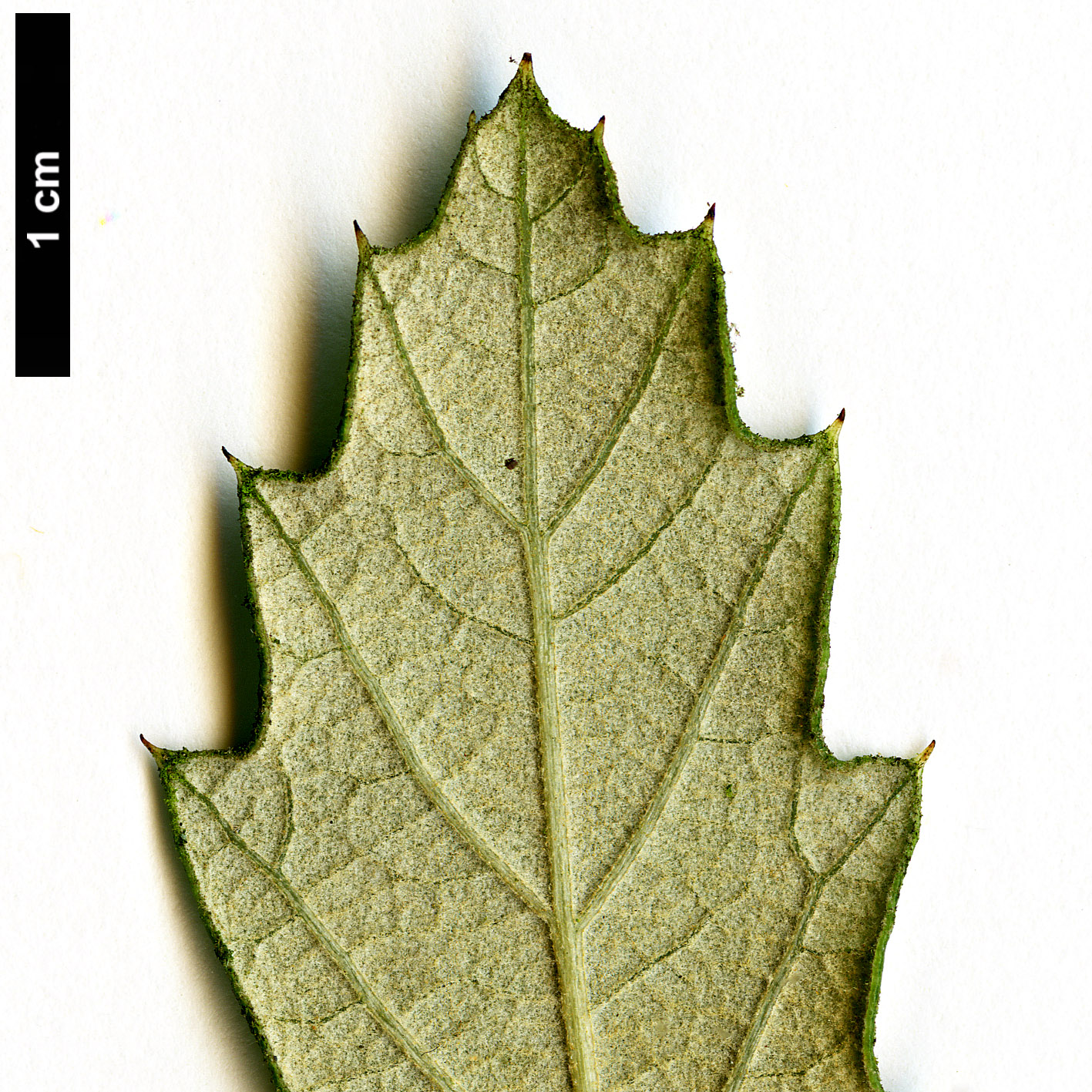 High resolution image: Family: Fagaceae - Genus: Quercus - Taxon: sideroxyla High resolution image: Family: Fagaceae - Genus: Quercus - Taxon: sideroxyla