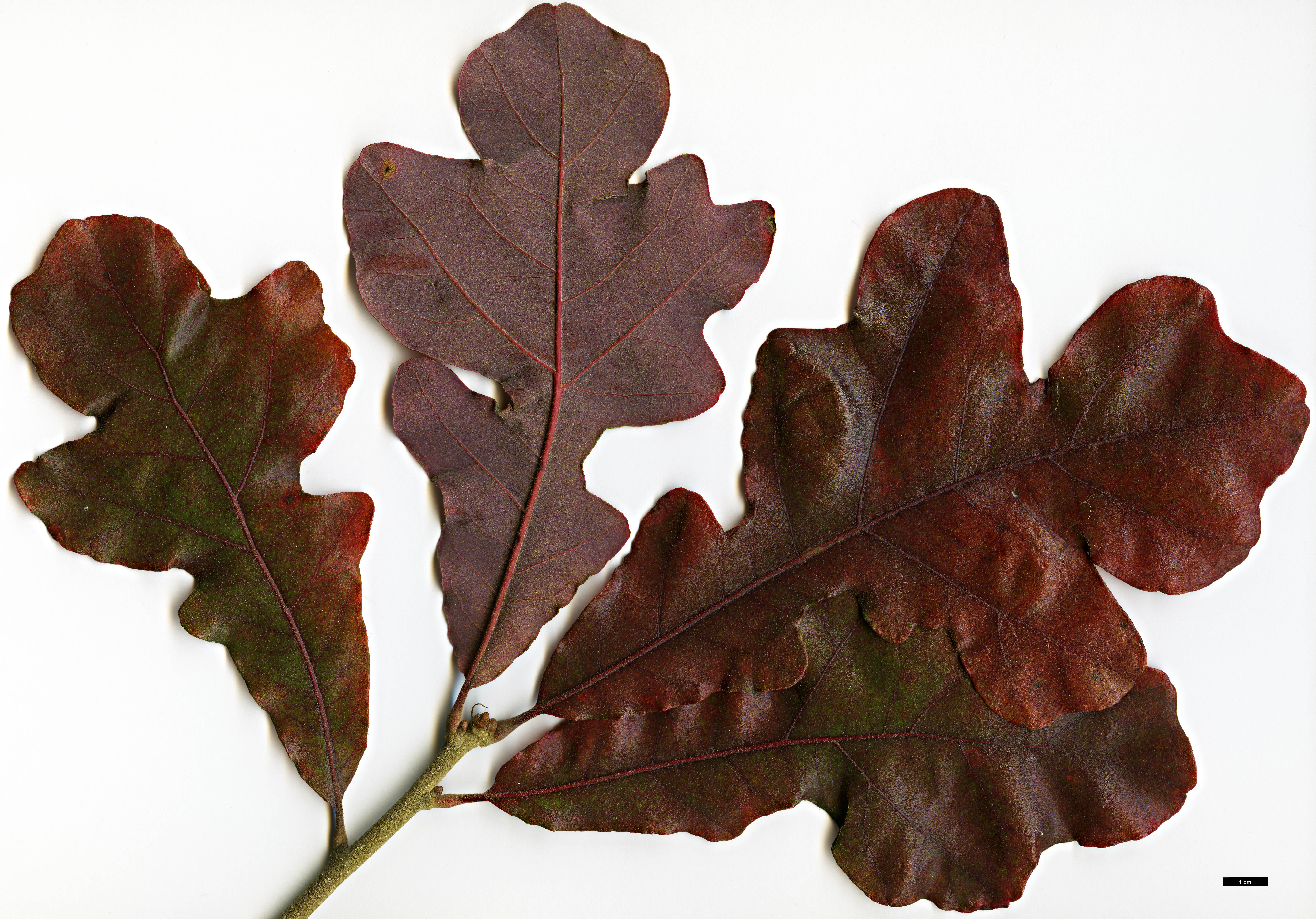 High resolution image: Family: Fagaceae - Genus: Quercus - Taxon: stellata - SpeciesSub: 'Artois'