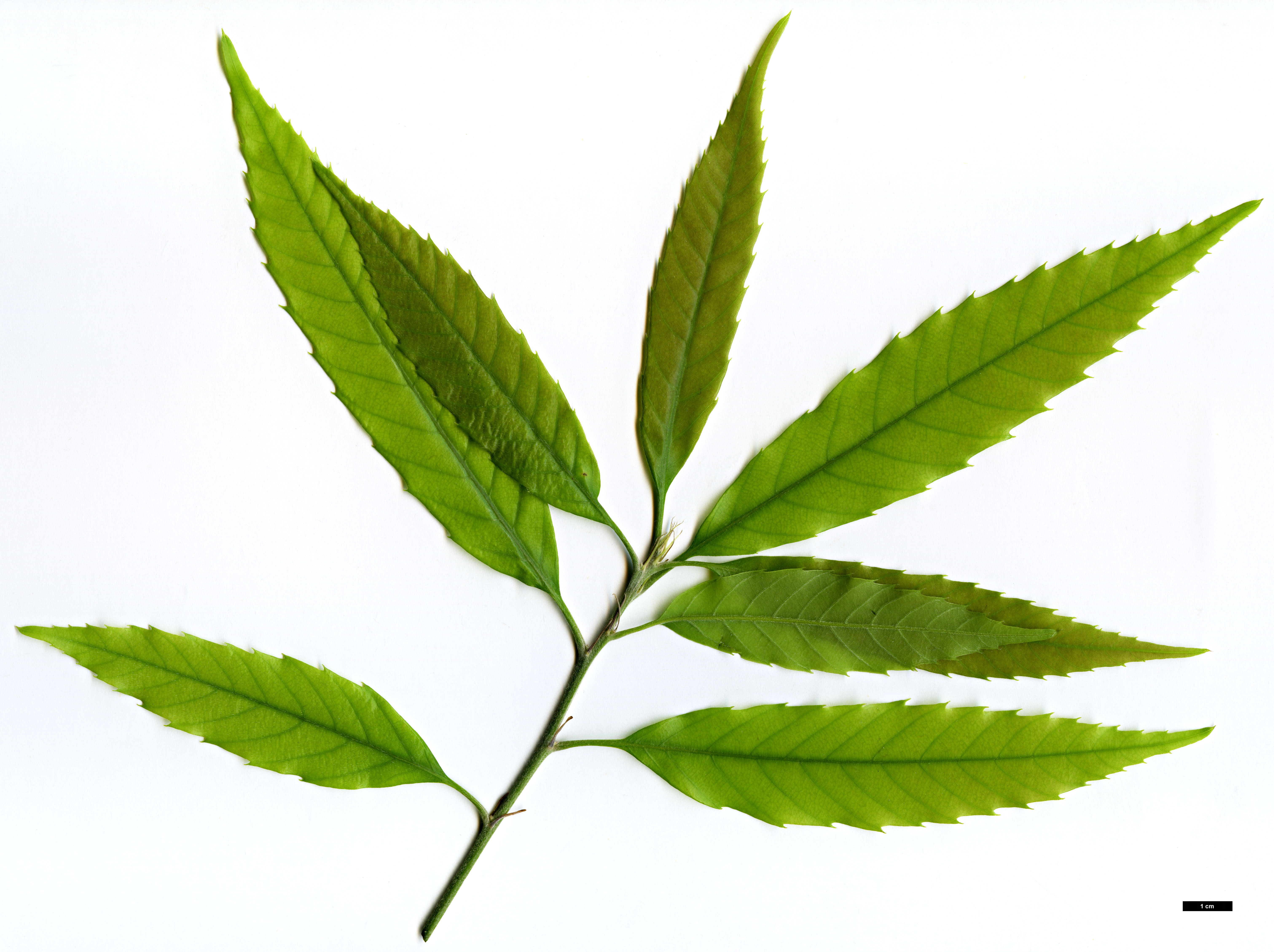 High resolution image: Family: Fagaceae - Genus: Quercus - Taxon: stenophylloides