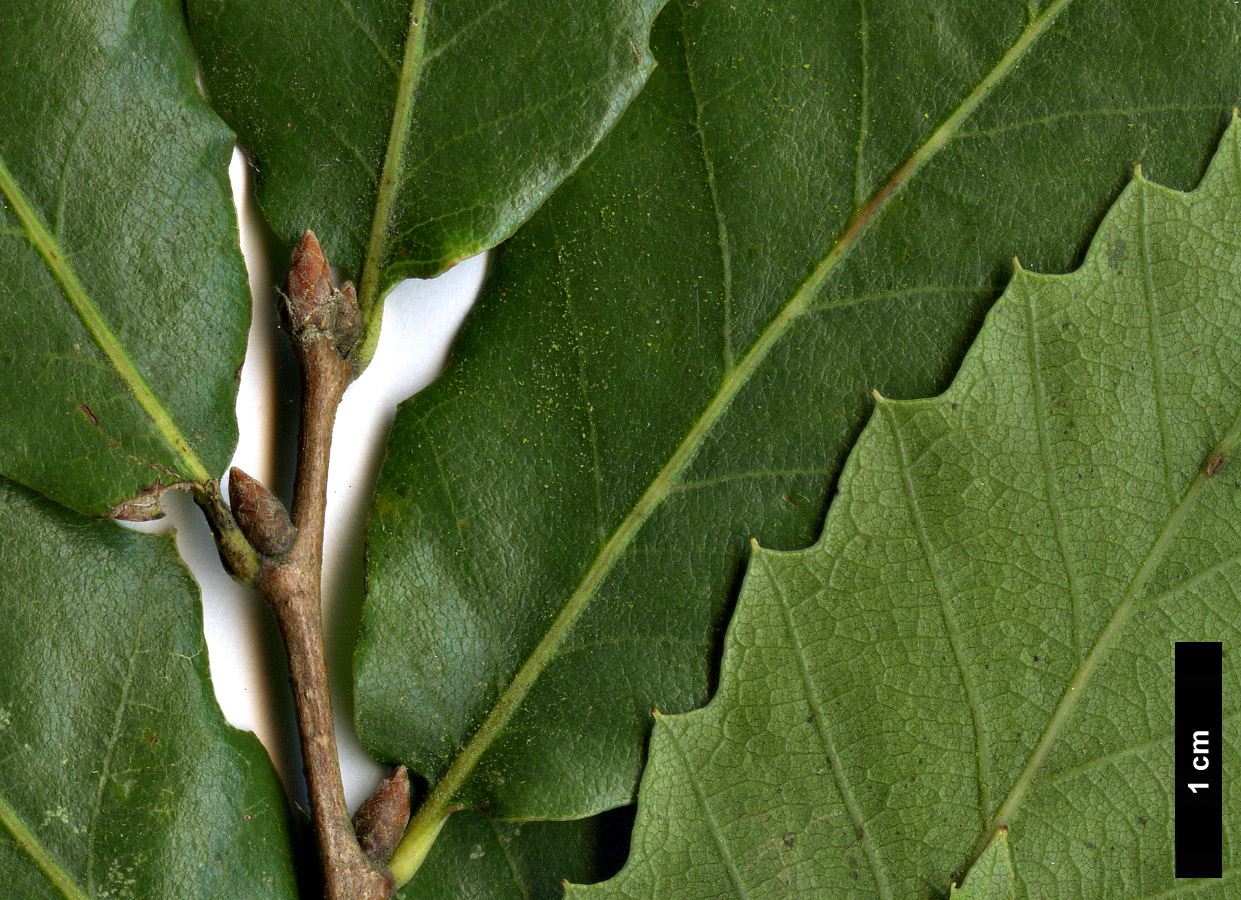 High resolution image: Family: Fagaceae - Genus: Quercus - Taxon: trojana High resolution image: Family: Fagaceae - Genus: Quercus - Taxon: trojana