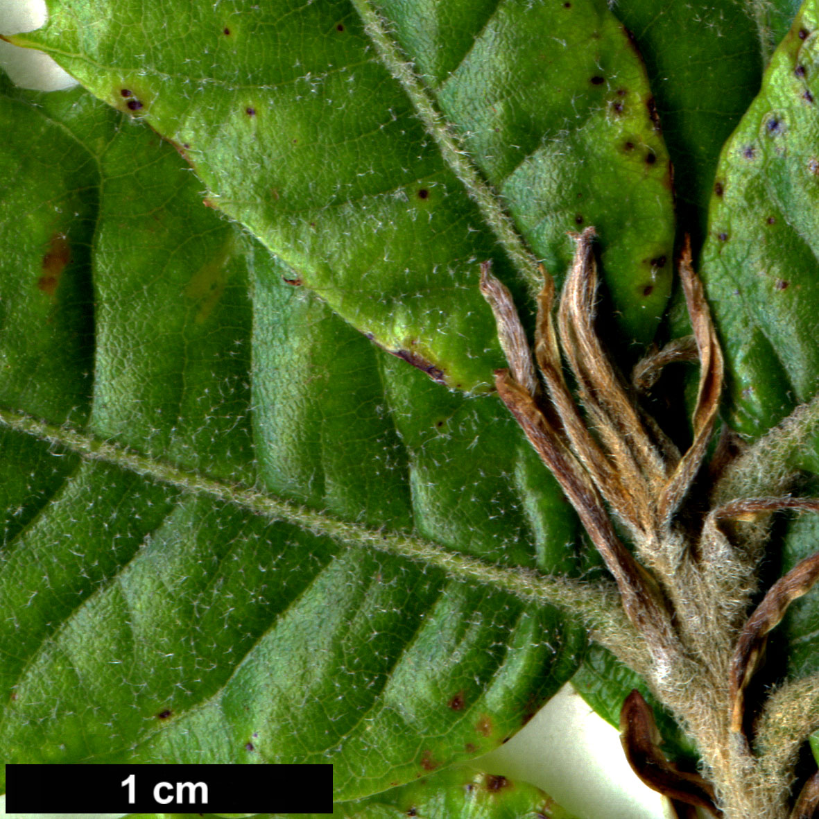 High resolution image: Family: Fagaceae - Genus: Quercus - Taxon: tungmaiensis