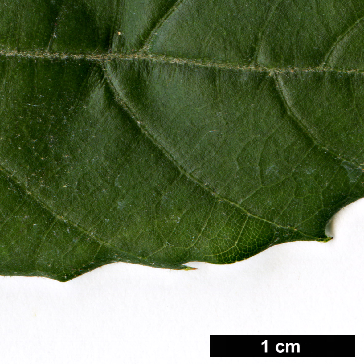 High resolution image: Family: Fagaceae - Genus: Quercus - Taxon: tungmaiensis High resolution image: Family: Fagaceae - Genus: Quercus - Taxon: tungmaiensis