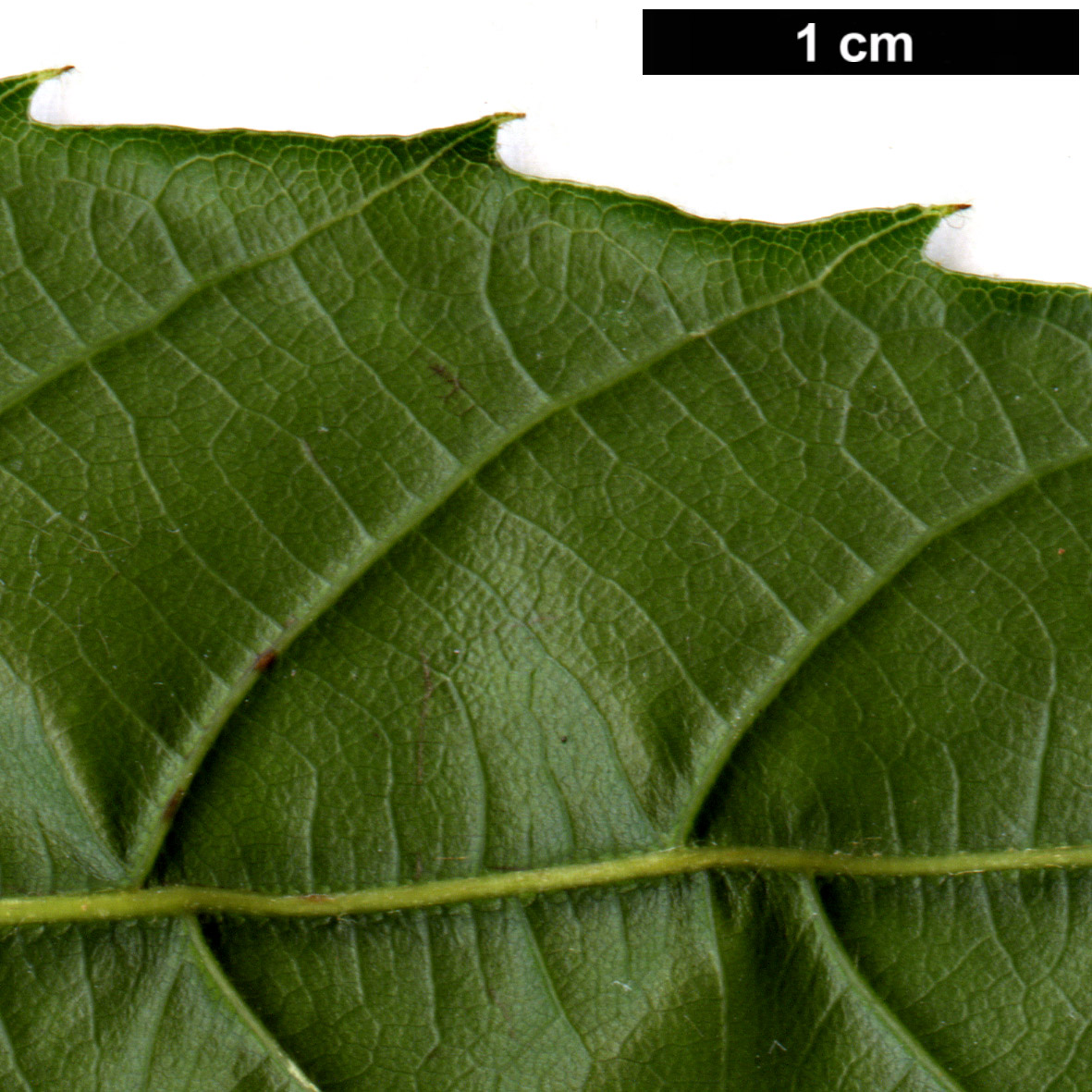 High resolution image: Family: Fagaceae - Genus: Quercus - Taxon: tungmaiensis High resolution image: Family: Fagaceae - Genus: Quercus - Taxon: tungmaiensis
