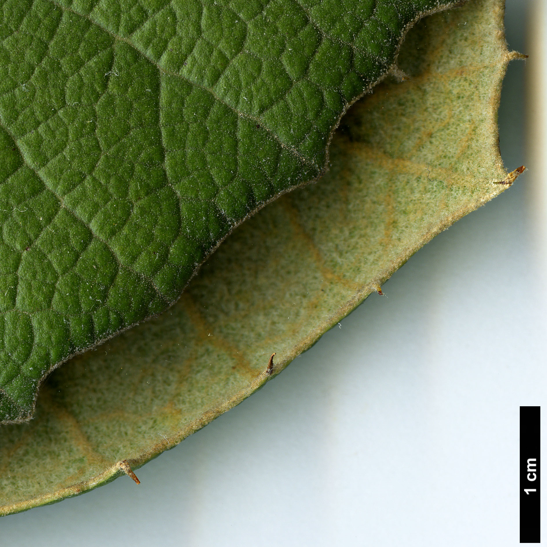 High resolution image: Family: Fagaceae - Genus: Quercus - Taxon: urbanii High resolution image: Family: Fagaceae - Genus: Quercus - Taxon: urbanii