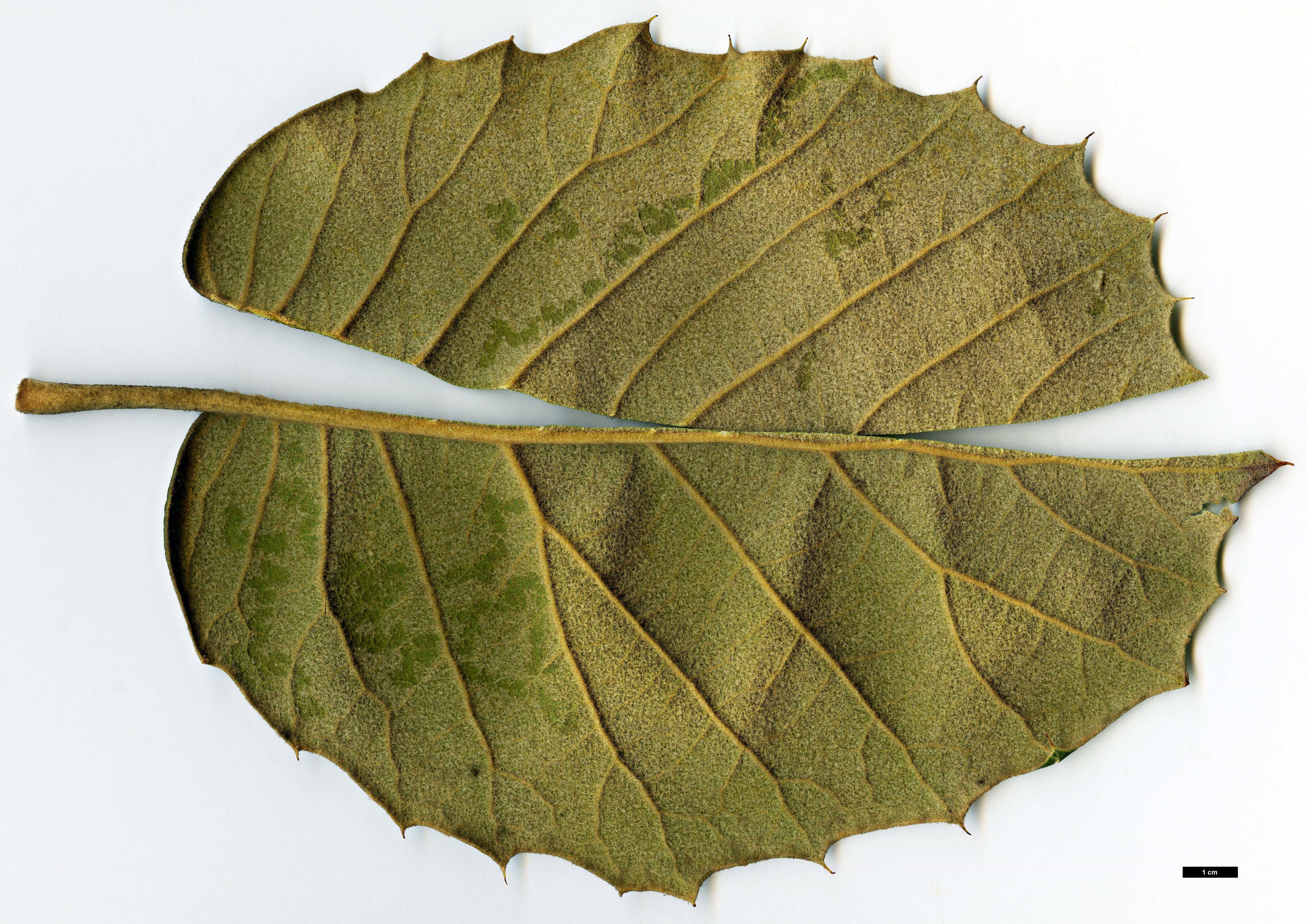 High resolution image: Family: Fagaceae - Genus: Quercus - Taxon: urbanii High resolution image: Family: Fagaceae - Genus: Quercus - Taxon: urbanii