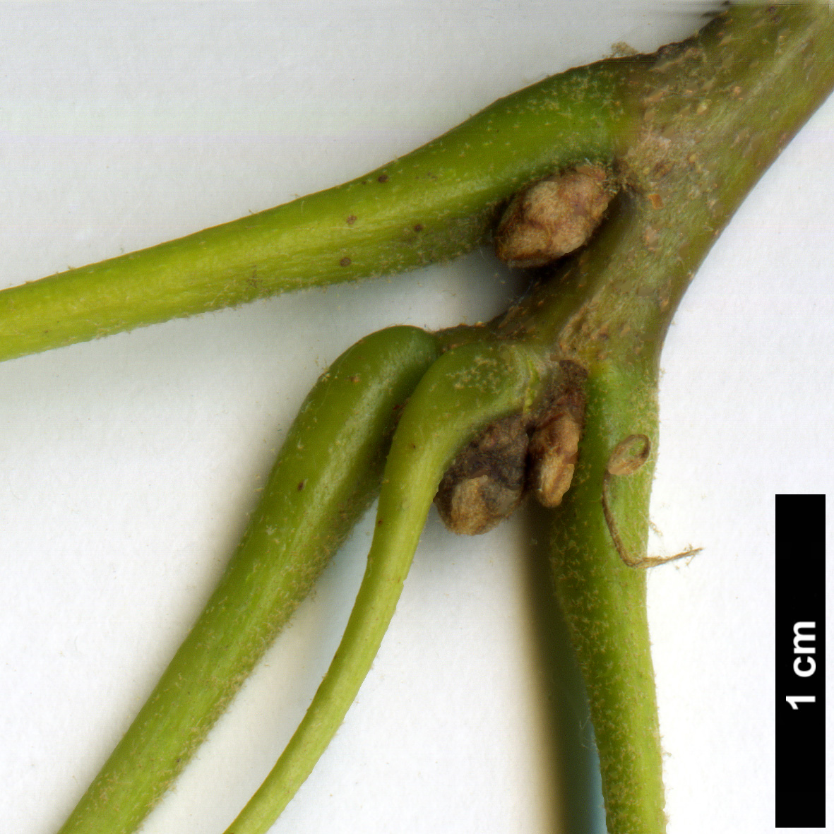 High resolution image: Family: Fagaceae - Genus: Quercus - Taxon: velutina - SpeciesSub: 'Magnifica'