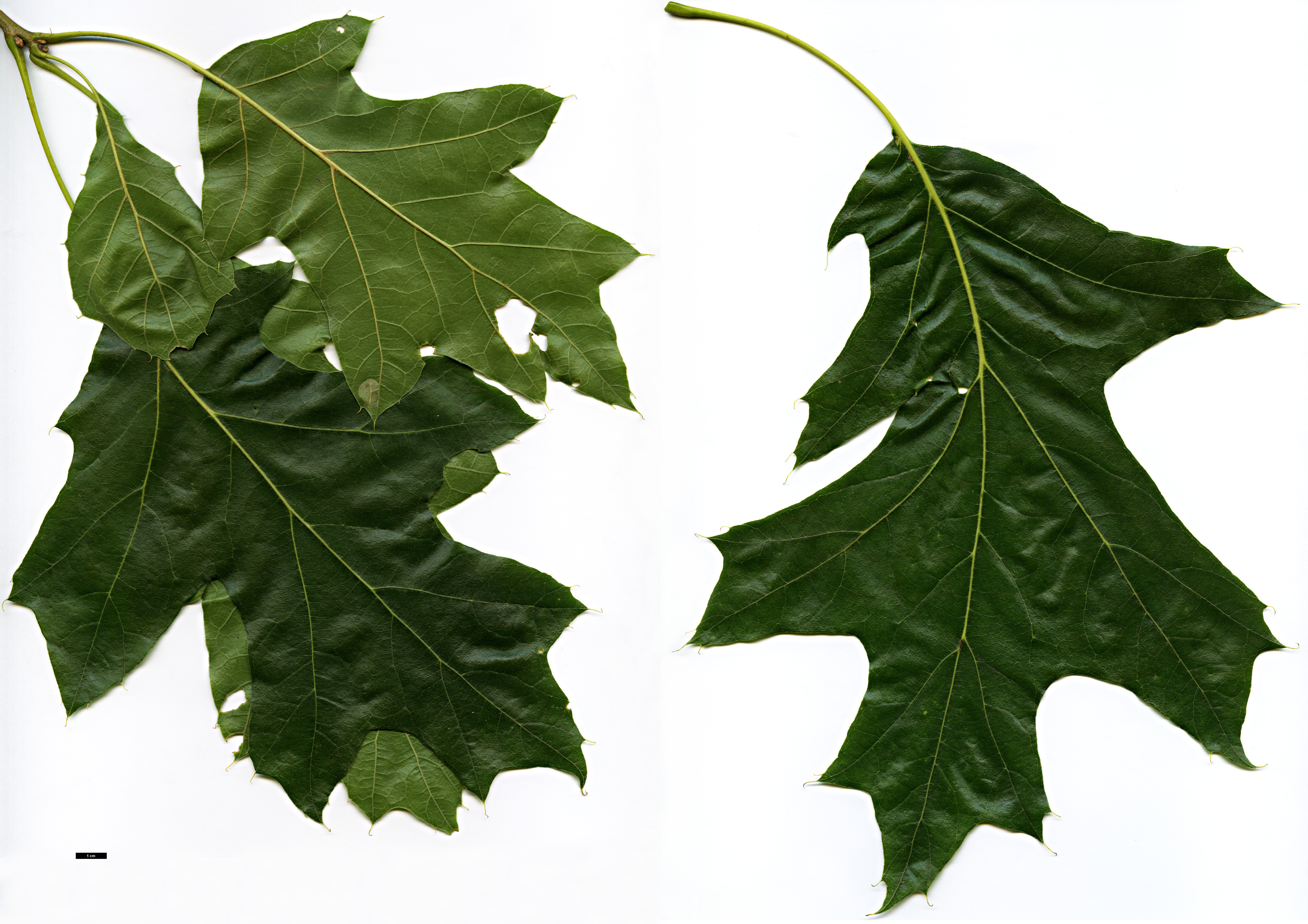 High resolution image: Family: Fagaceae - Genus: Quercus - Taxon: velutina - SpeciesSub: 'Magnifica' High resolution image: Family: Fagaceae - Genus: Quercus - Taxon: velutina - SpeciesSub: 'Magnifica'