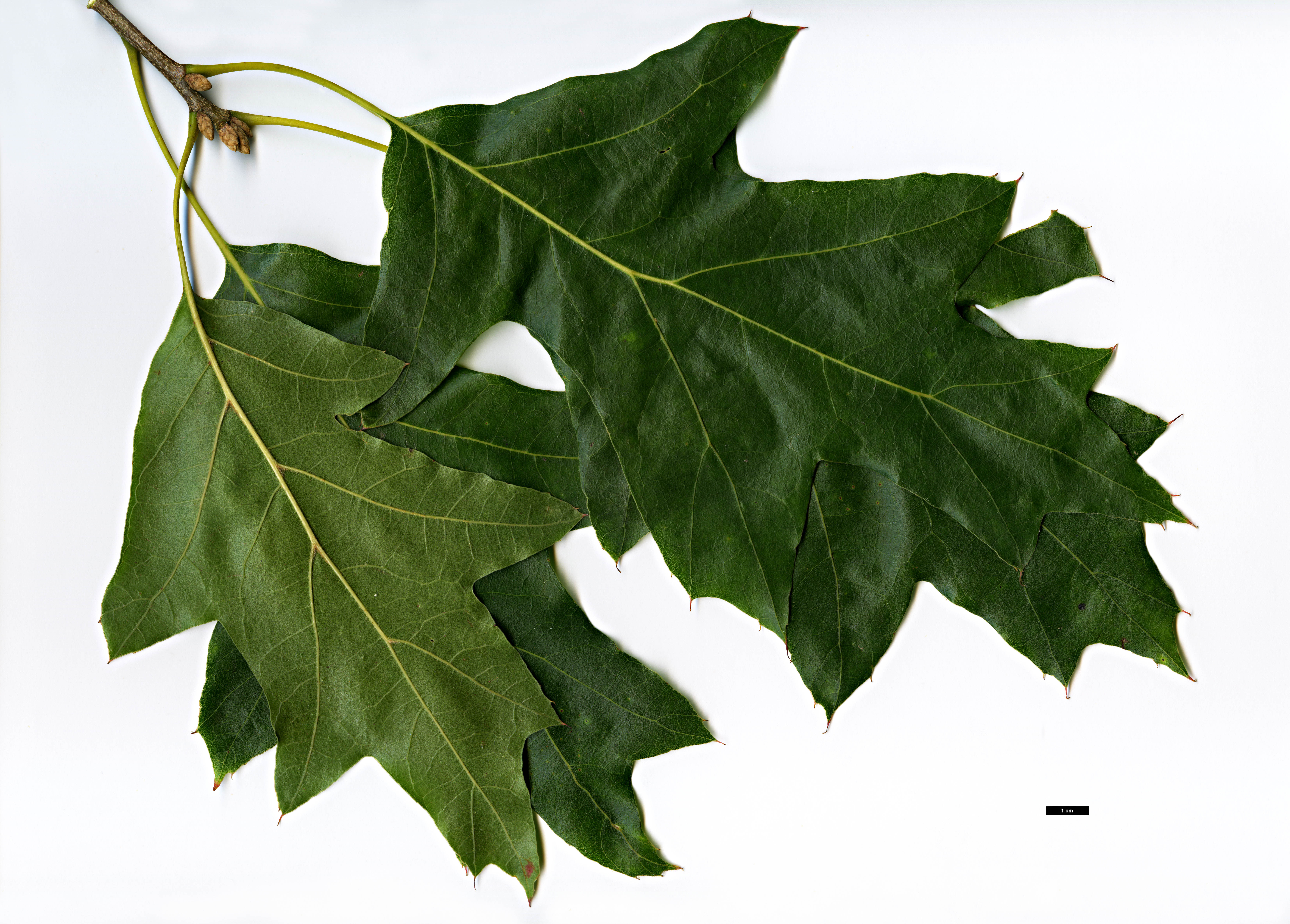 High resolution image: Family: Fagaceae - Genus: Quercus - Taxon: velutina - SpeciesSub: 'Rubrifolia'