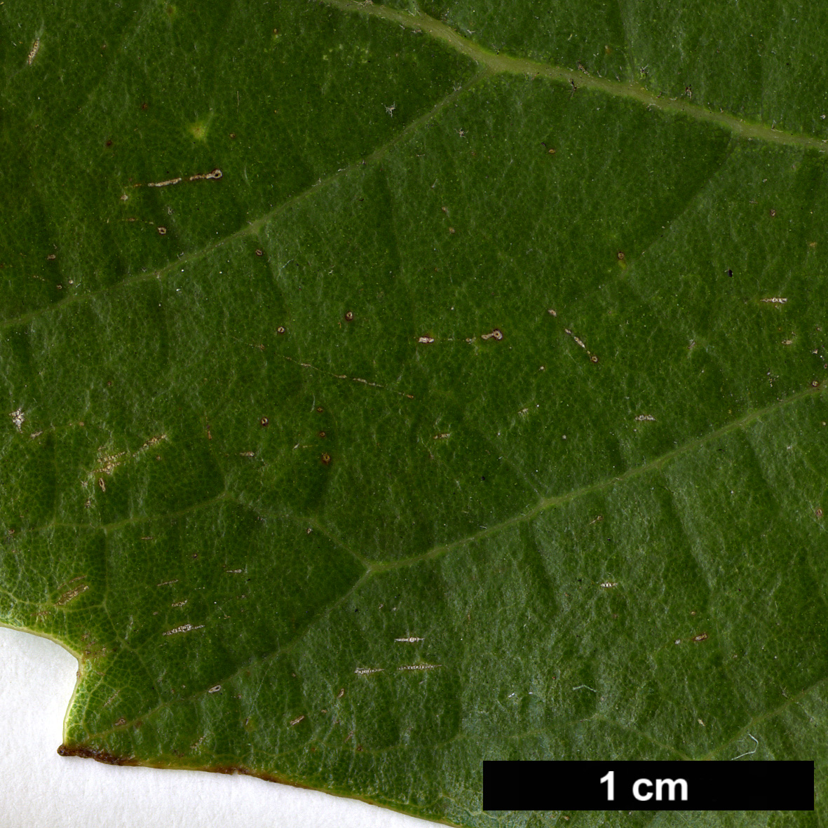 High resolution image: Family: Fagaceae - Genus: Quercus - Taxon: vicentensis