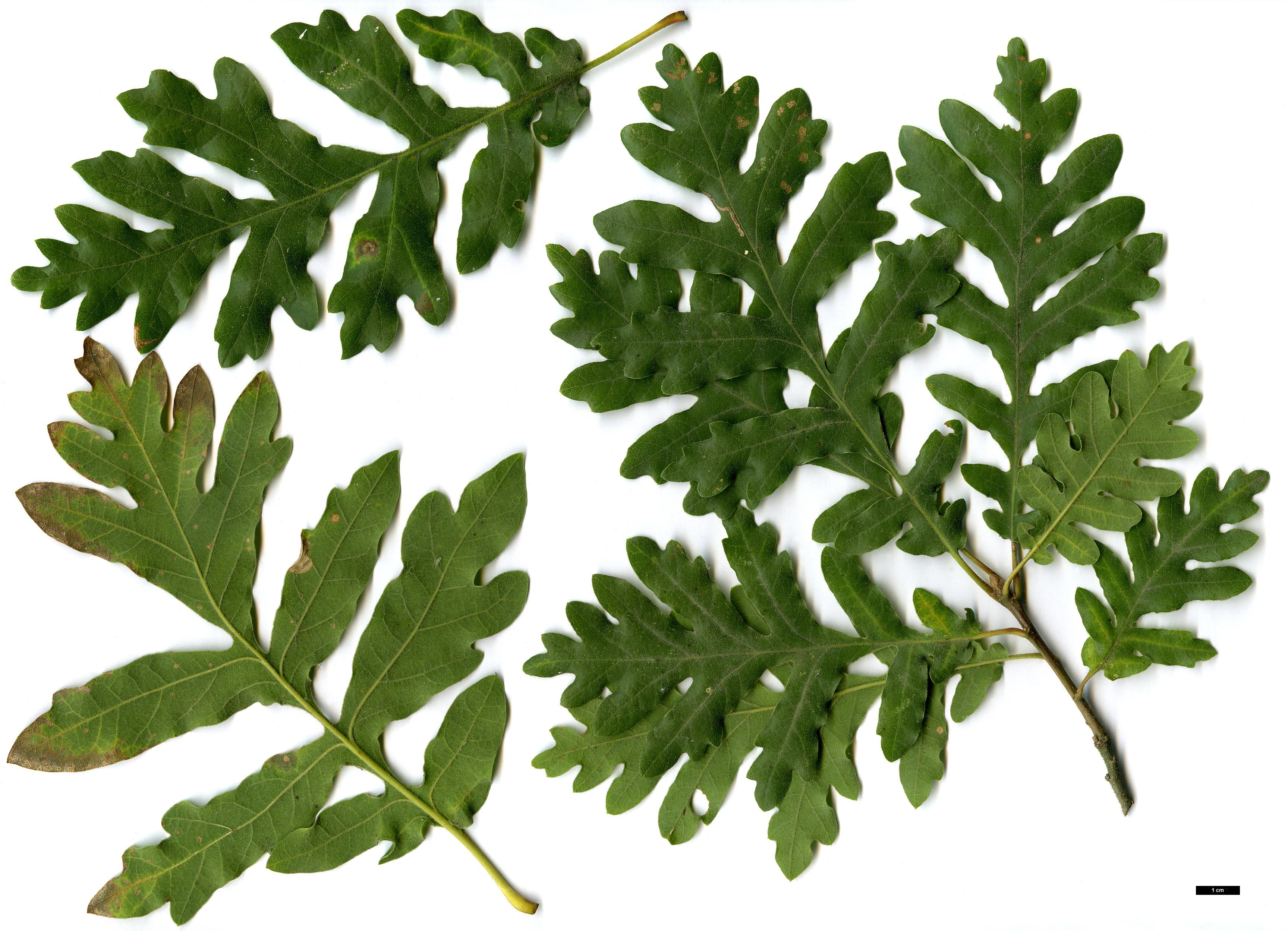 High resolution image: Family: Fagaceae - Genus: Quercus - Taxon: vulcanica - SpeciesSub: 'Kasnak' High resolution image: Family: Fagaceae - Genus: Quercus - Taxon: vulcanica - SpeciesSub: 'Kasnak'