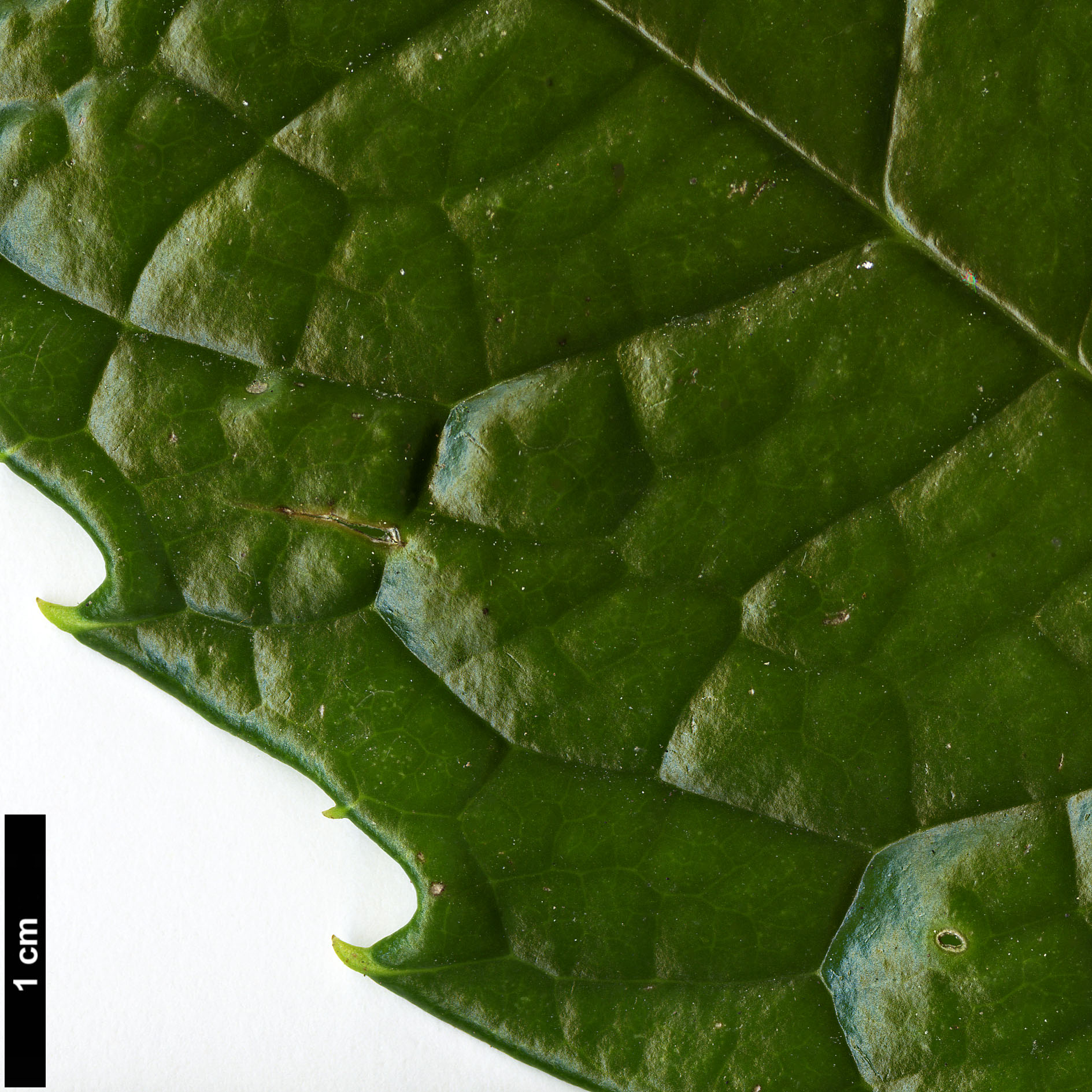 High resolution image: Family: Garryaceae - Genus: Aucuba - Taxon: chinensis High resolution image: Family: Garryaceae - Genus: Aucuba - Taxon: chinensis