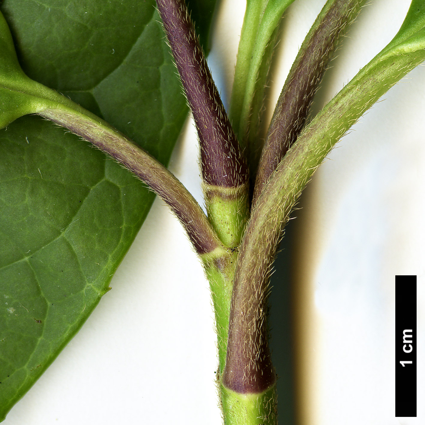 High resolution image: Family: Garryaceae - Genus: Aucuba - Taxon: chlorascens High resolution image: Family: Garryaceae - Genus: Aucuba - Taxon: chlorascens