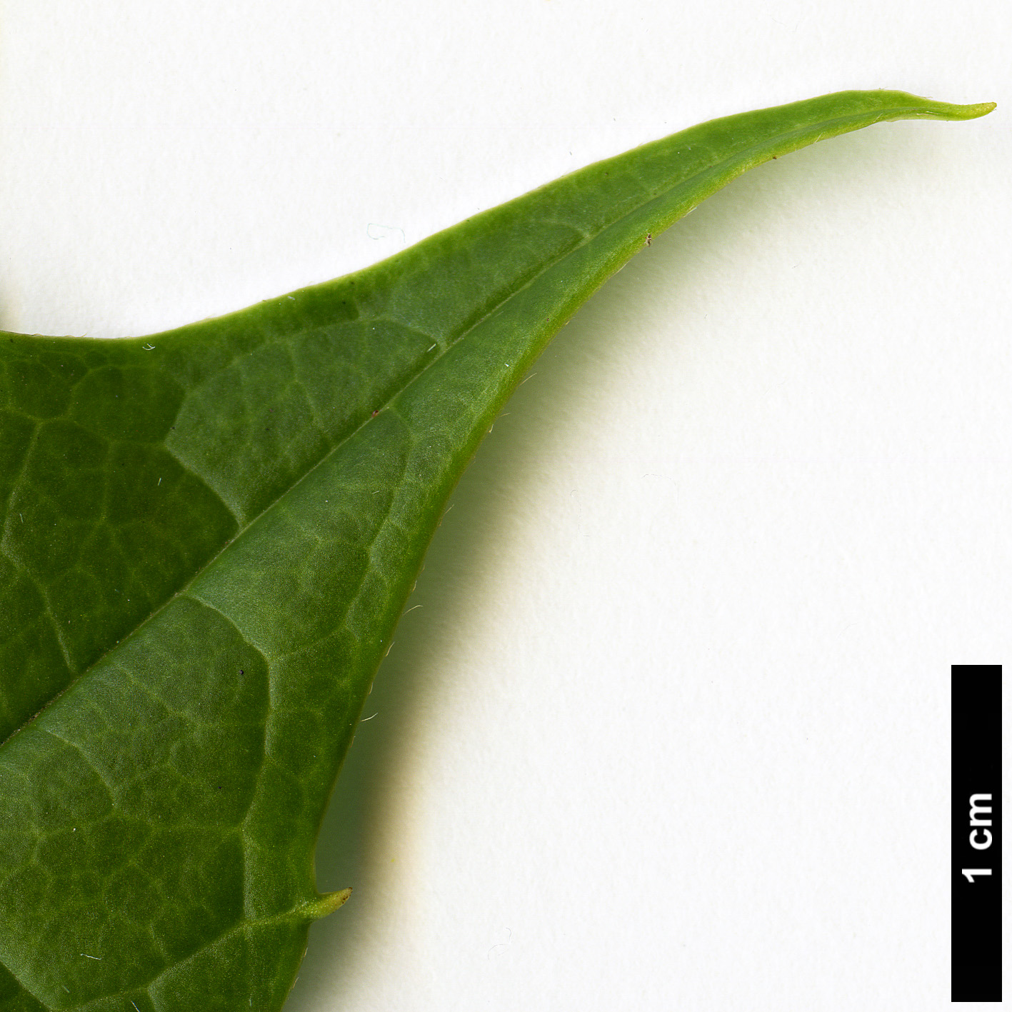High resolution image: Family: Garryaceae - Genus: Aucuba - Taxon: chlorascens High resolution image: Family: Garryaceae - Genus: Aucuba - Taxon: chlorascens
