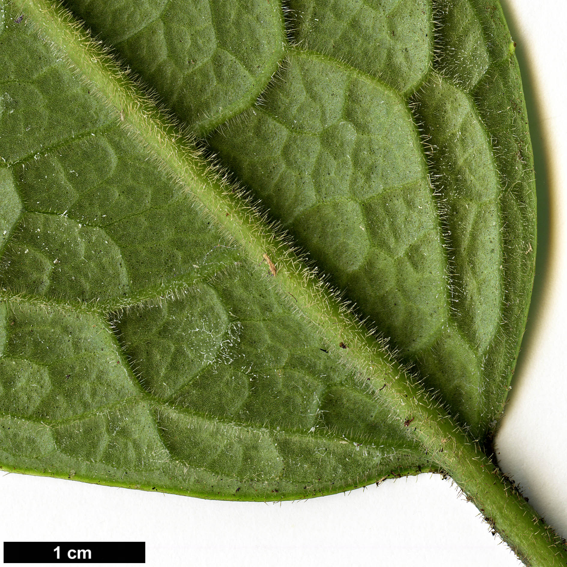 High resolution image: Family: Garryaceae - Genus: Aucuba - Taxon: confertiflora